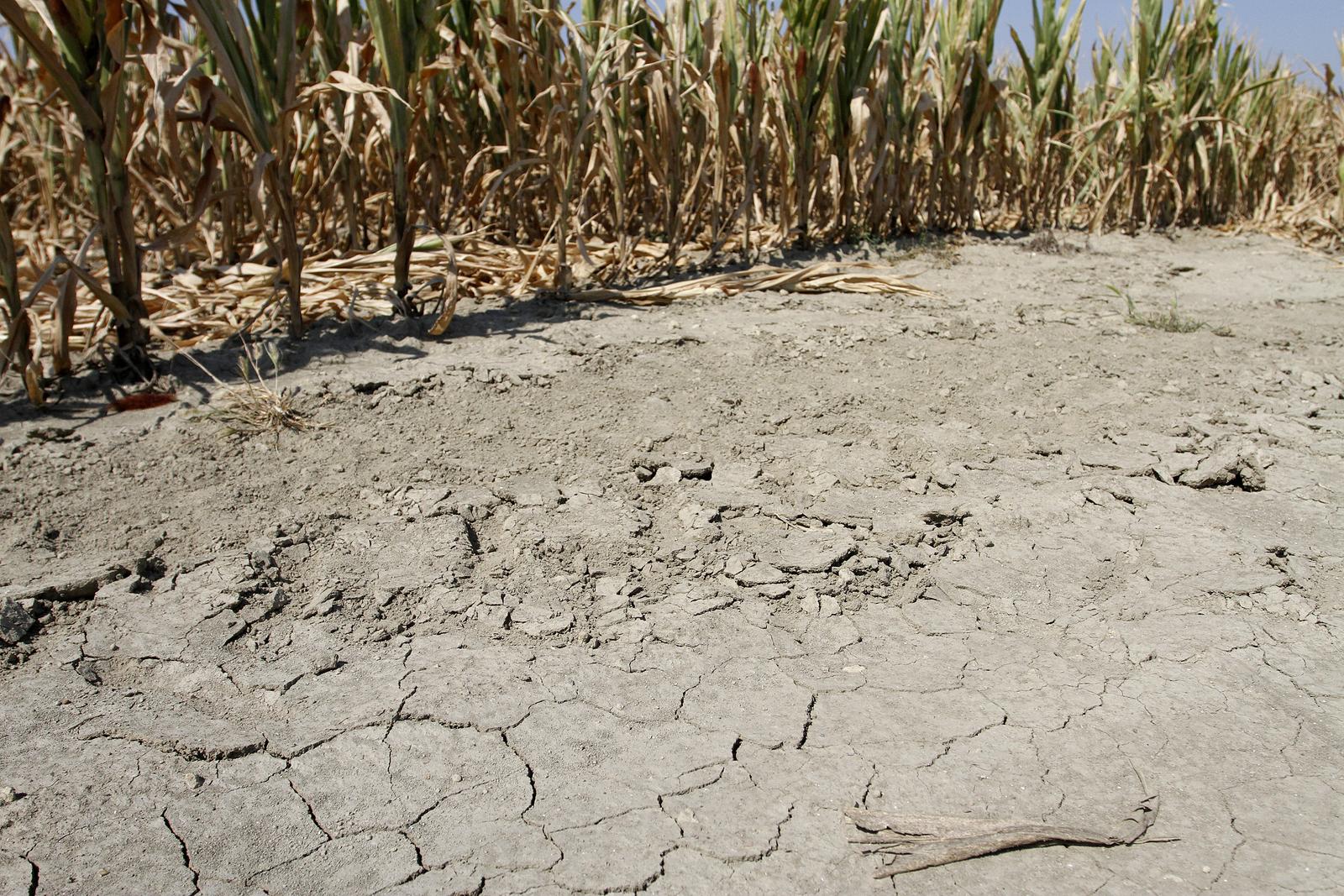 Osijek: Zbog velikih vru?ina i manjka padalina propadaju poljoprivrerdni usjevi