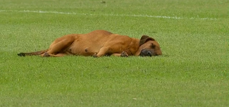 pas, nogometni teren