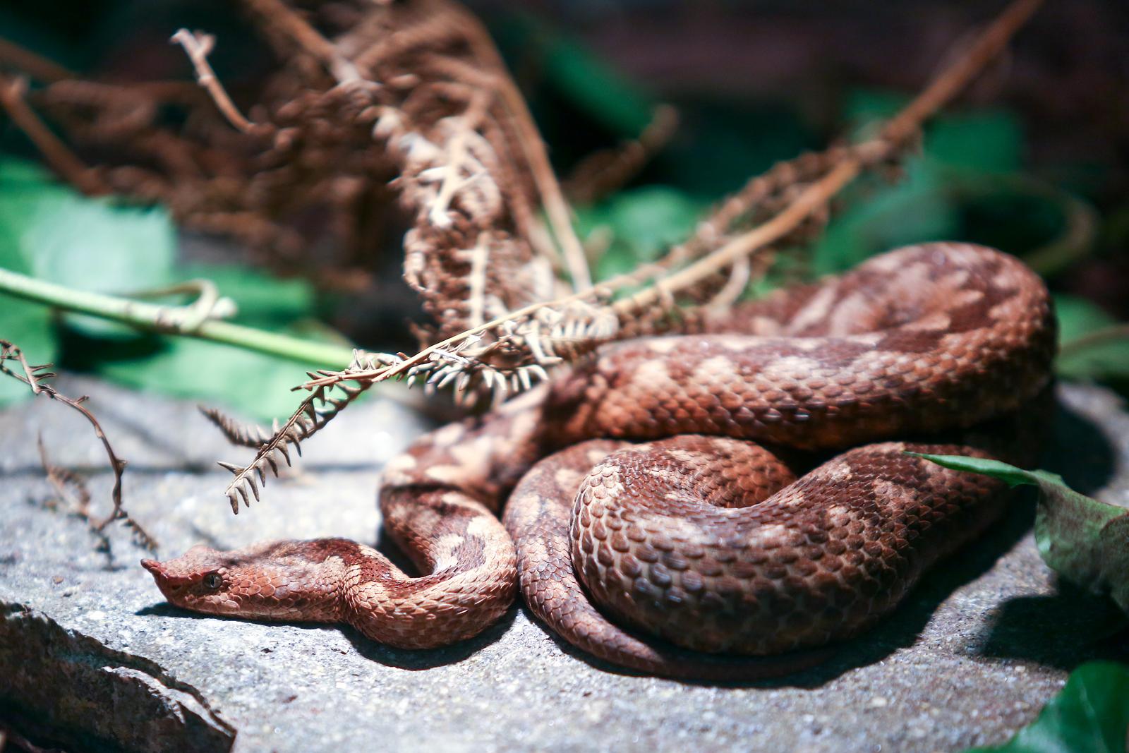 Zagreb: U centru Kaptol otvorena je izložba otrovnih zmija "Čudesan svijet zmija"
