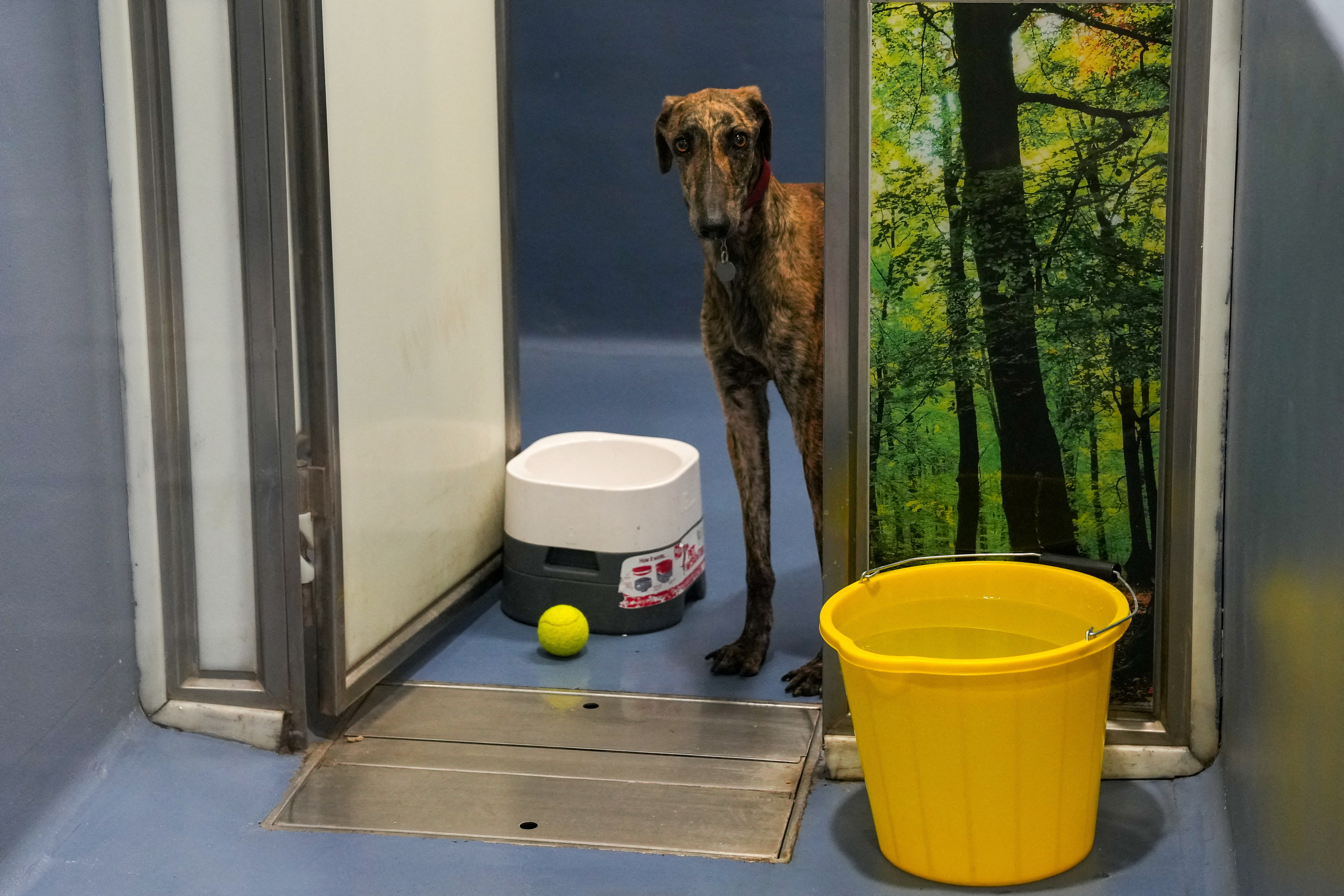 Britons give up their pets due to soaring inflation