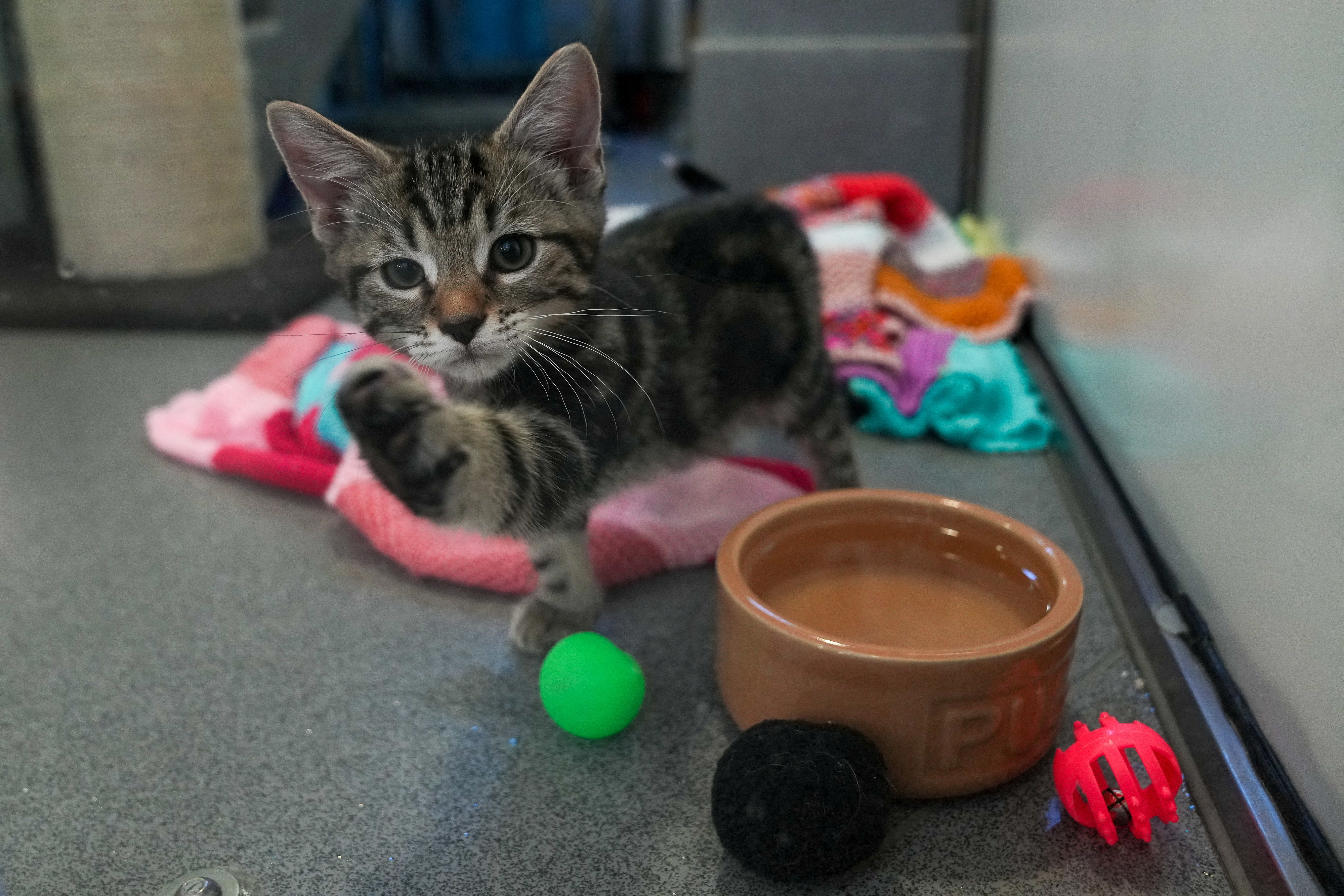 Britons give up their pets due to soaring inflation