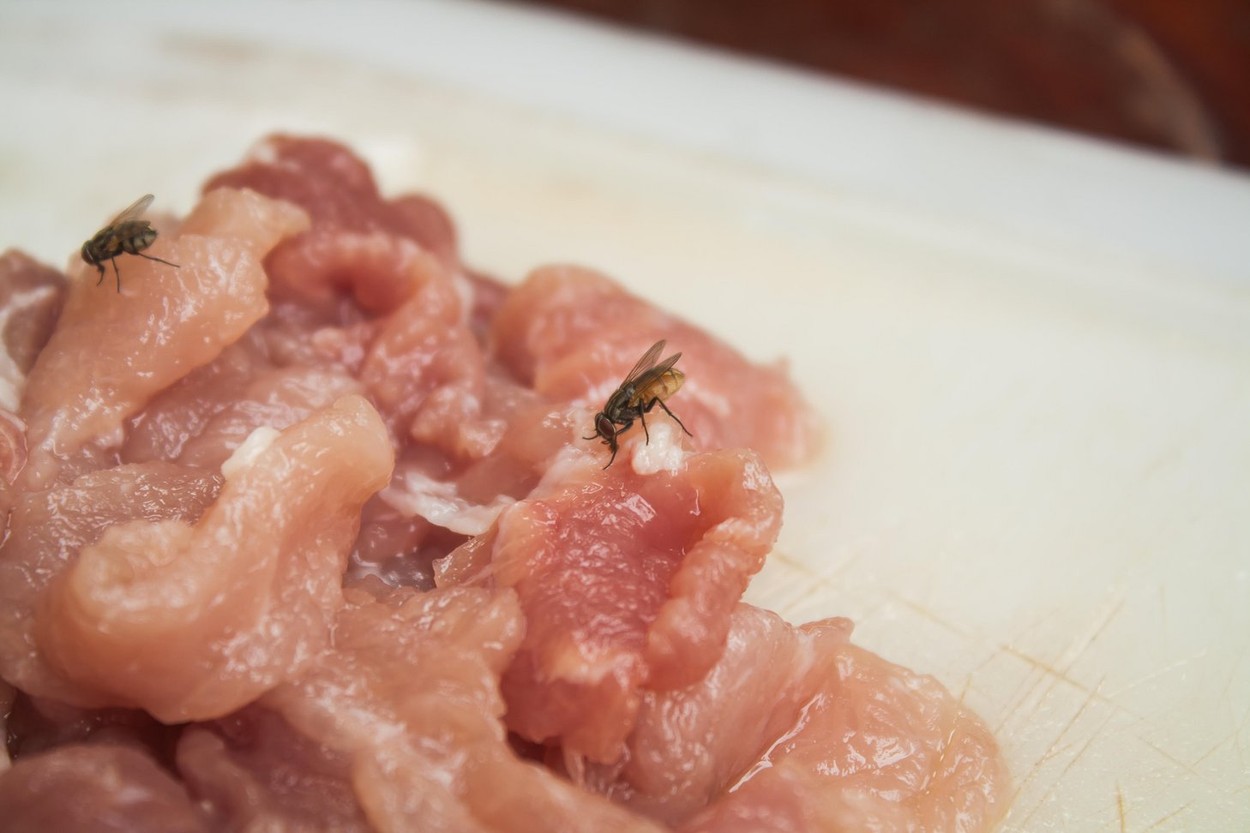 Contaminated Pork on the Plastic Chopping Block with Housefly