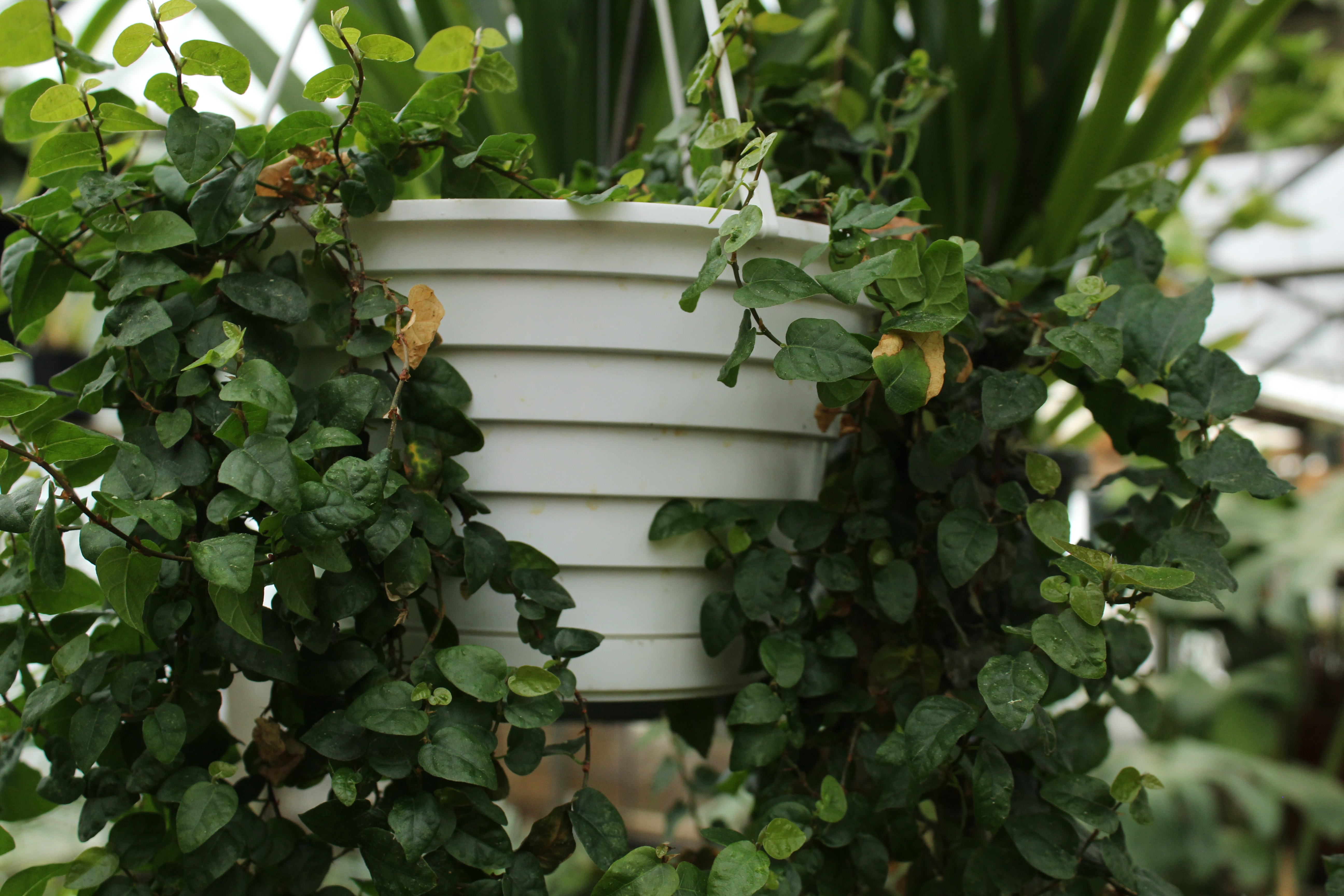 bršljan, biljke, cvijeće, tegla, saksija