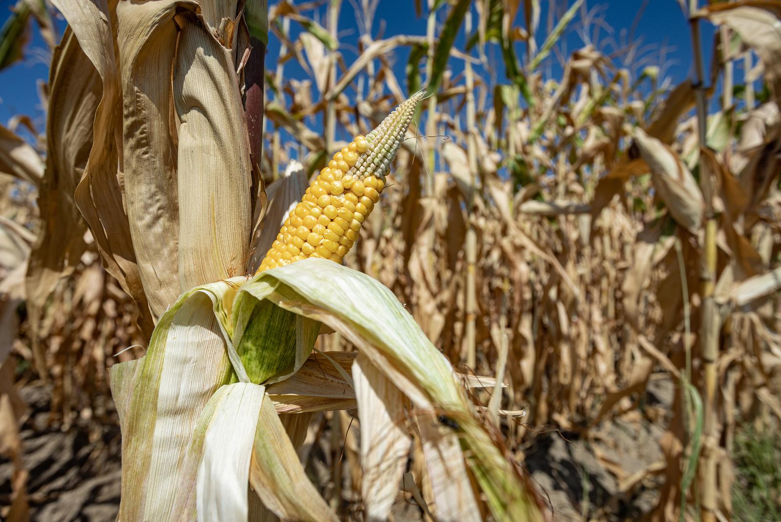 Zbog manjka kiše i sušenja tla ugroženi usjevi diljem Slavonije i Baranje
