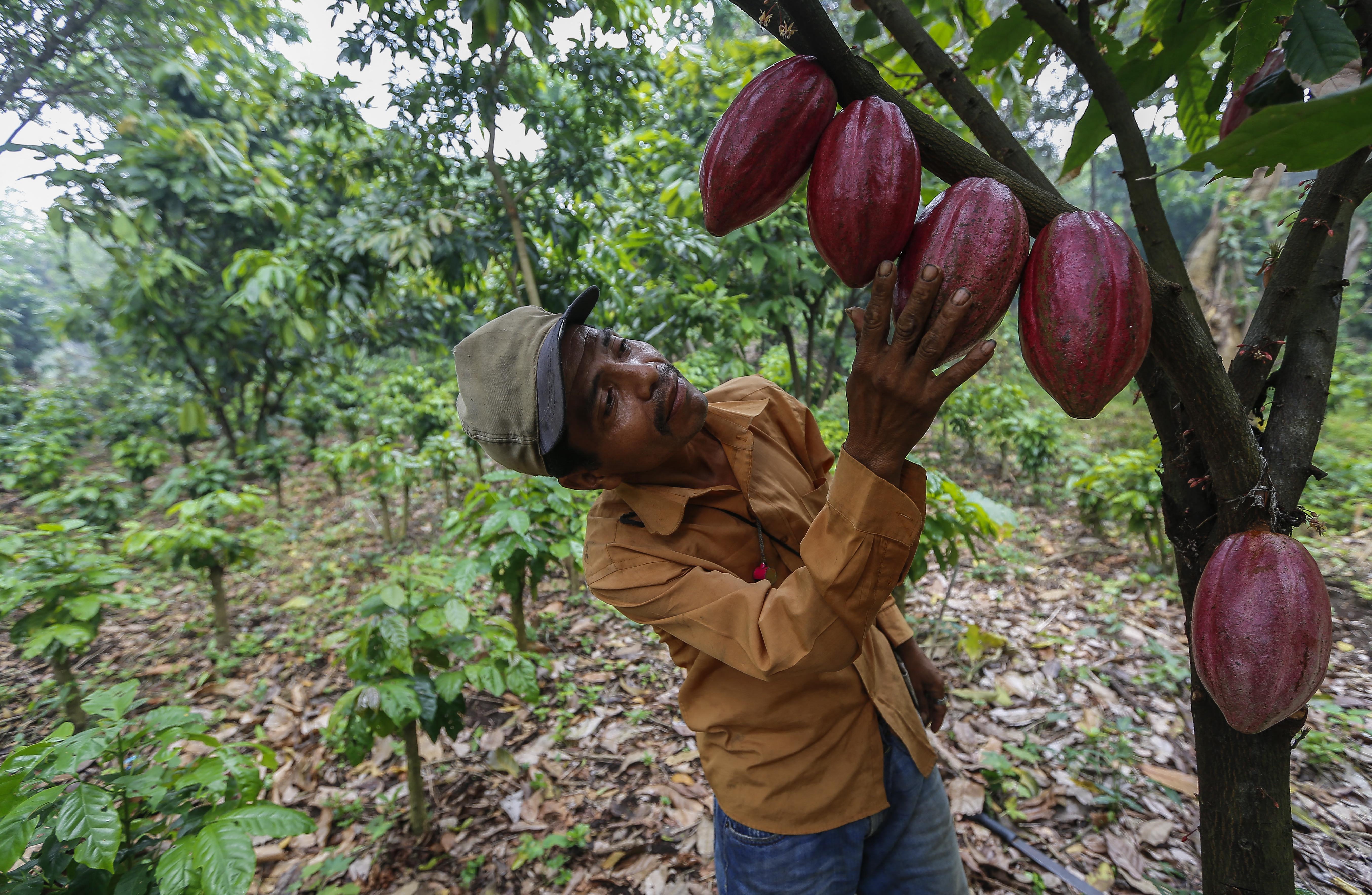NICARAGUA-COFFEE-CLIMATE CHANGE