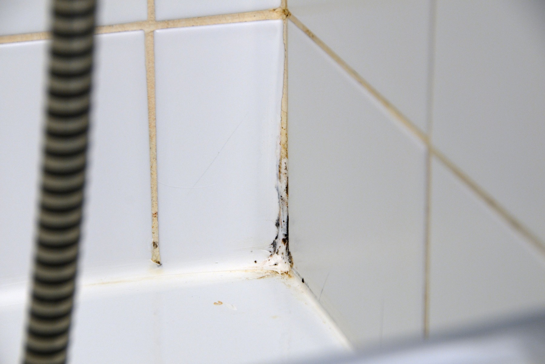 mould mold in a hotel bathroom