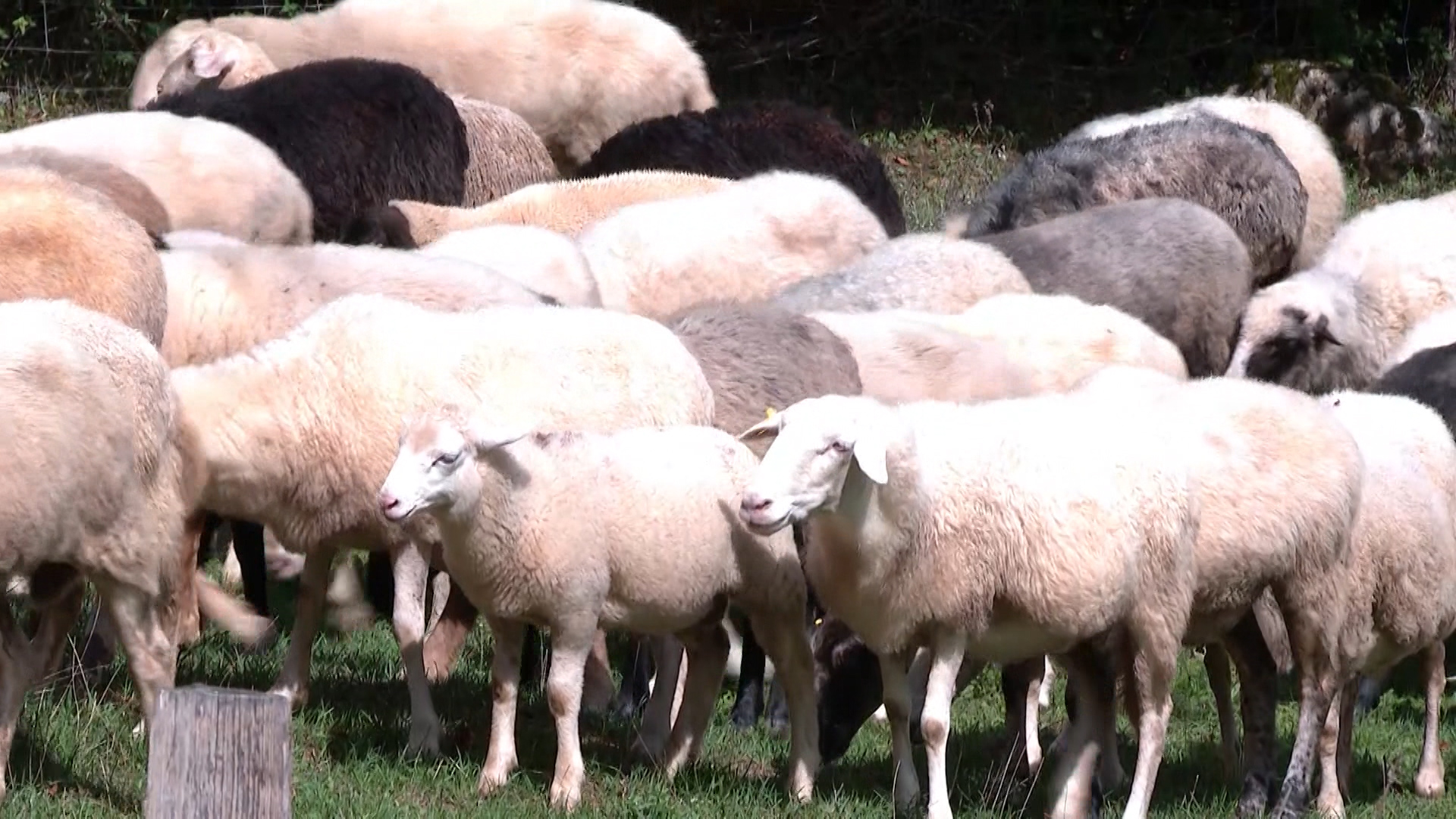 ZG-STOCARI GORSKI KOTAR-PKG-18-ANP-1(20220829-171248760).mxf.00_01_39_04.Still005