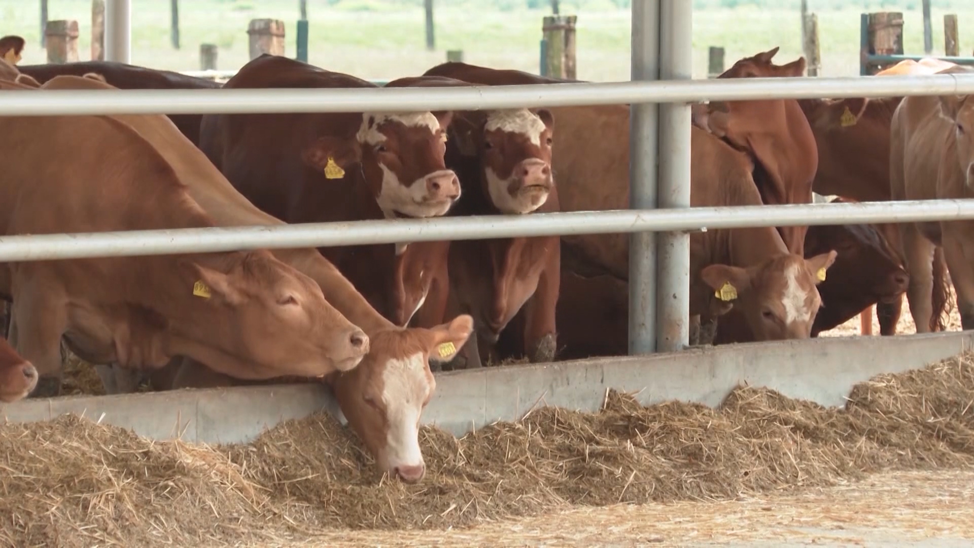 ZG-STOCARI GORSKI KOTAR-PKG-18-ANP-1(20220829-171248760).mxf.00_00_39_10.Still002