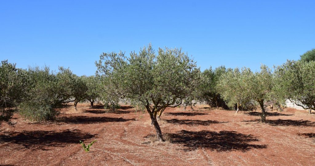 1661967193-olive-trees-2660028_1920-1024x540.jpg