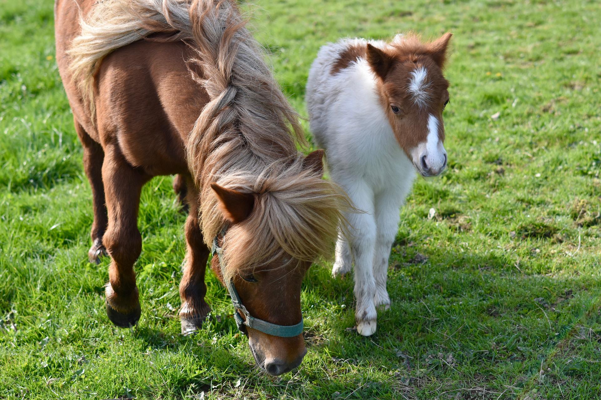 shetland-pony, poni konj