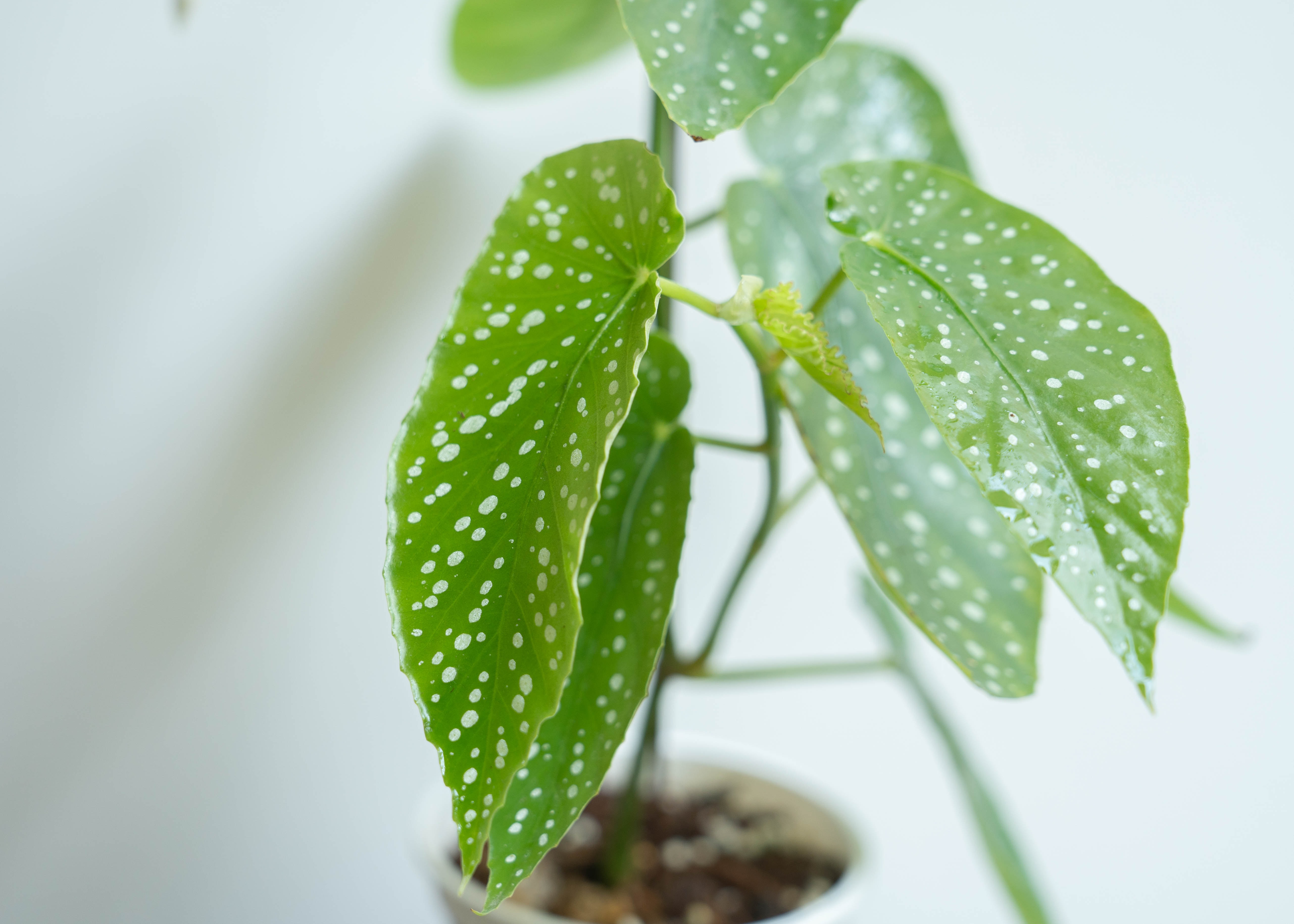 biljka, begonija, točkasta begonija