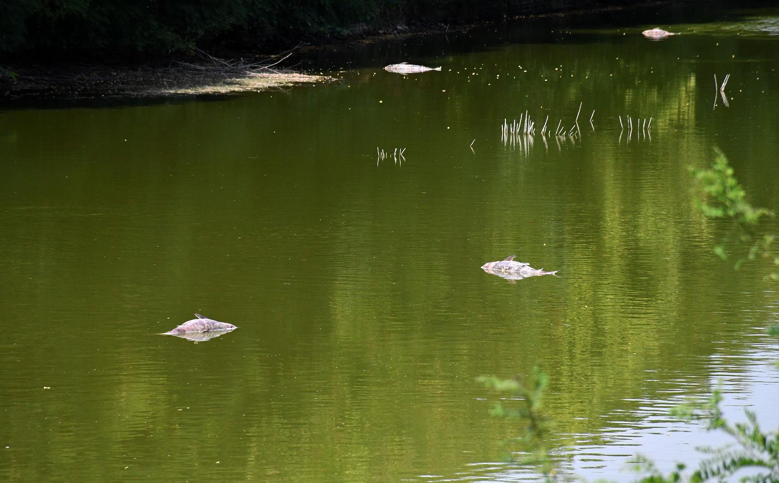 Slavonski Brod: Veliki pomor ribe u sustavu obnovljenih vodenih opkopa Tvrđave Brod