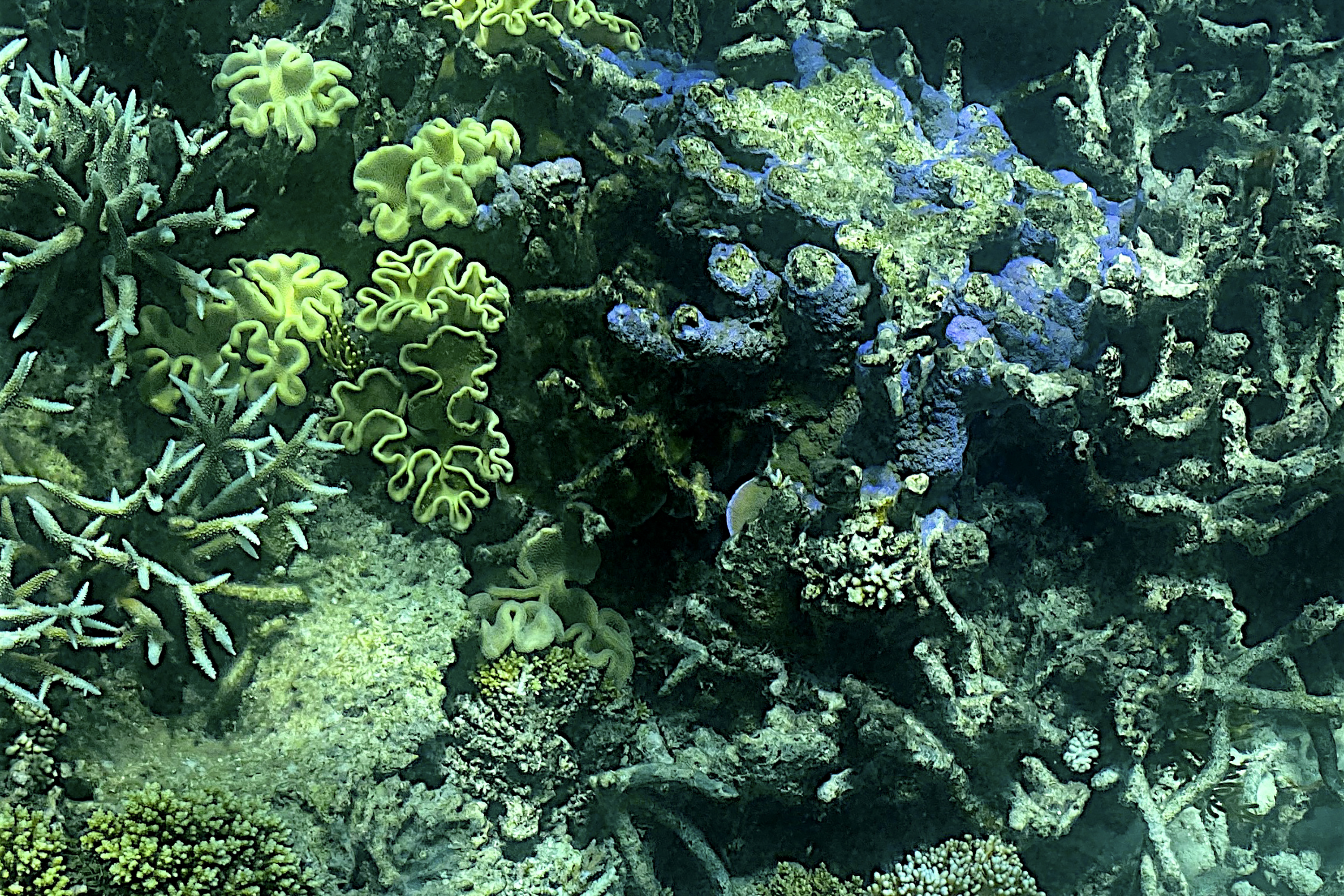 koralj, greben, more