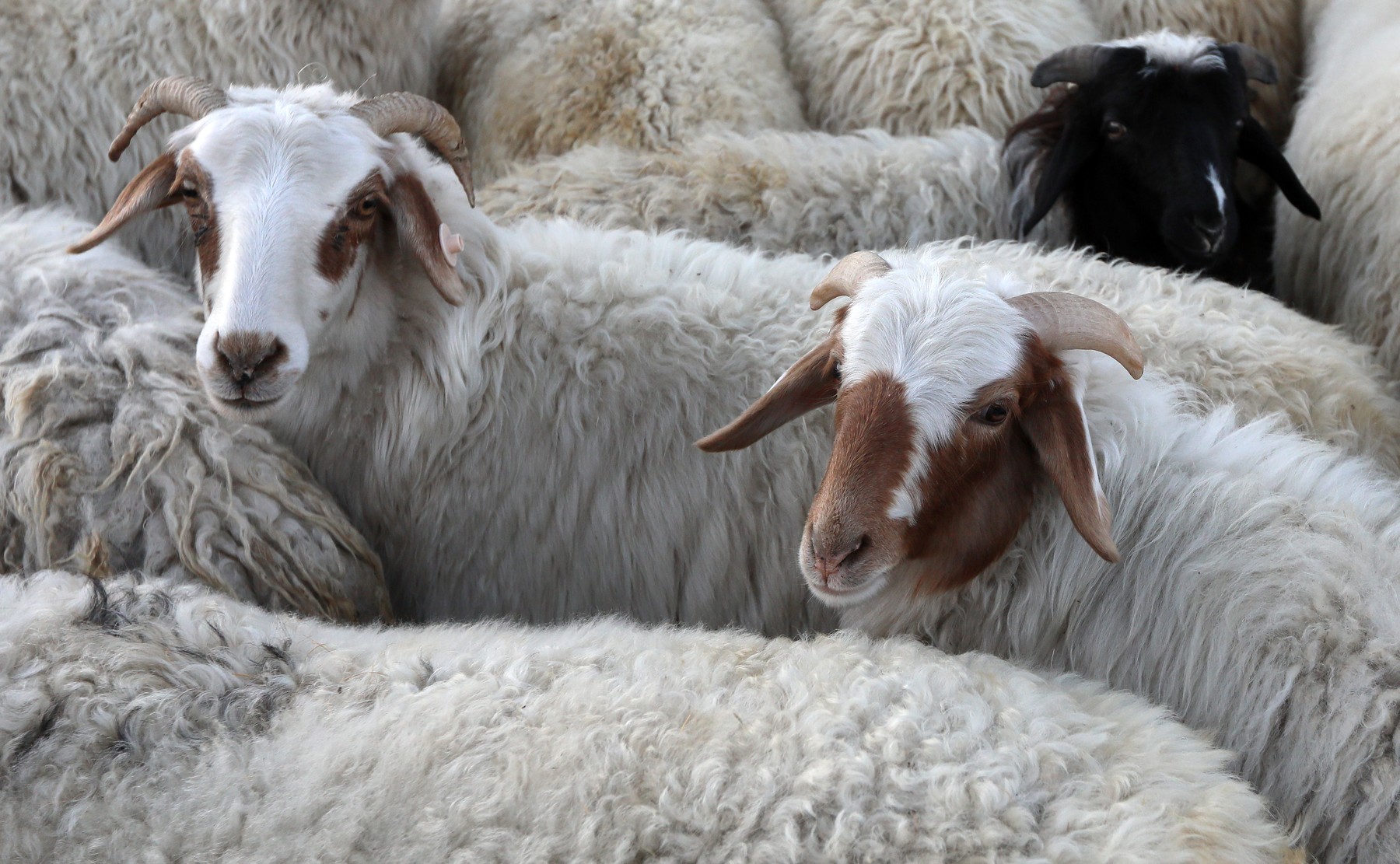 Russia Agriculture Breeding