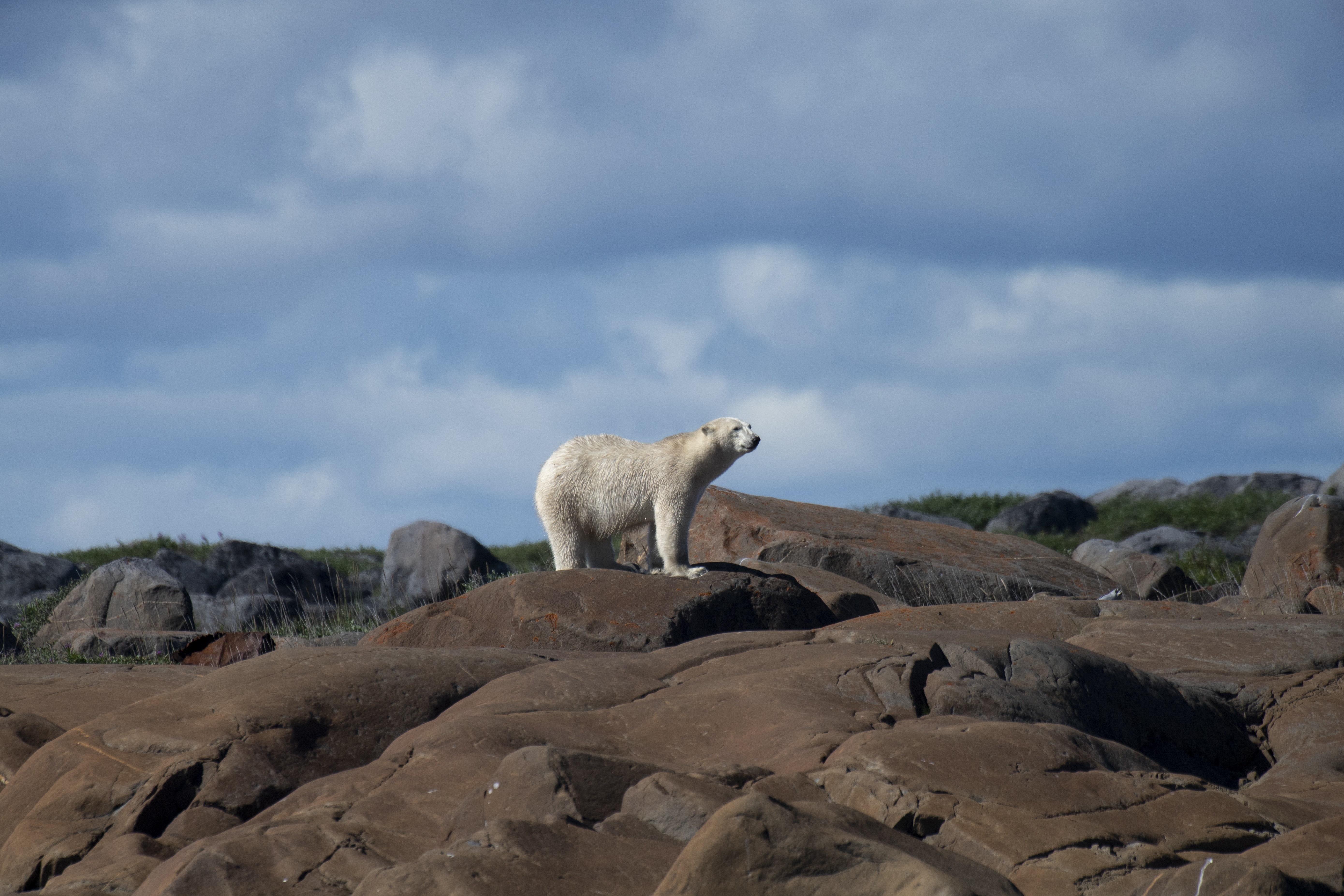 polarni medvjed, klimateske promjene, afp