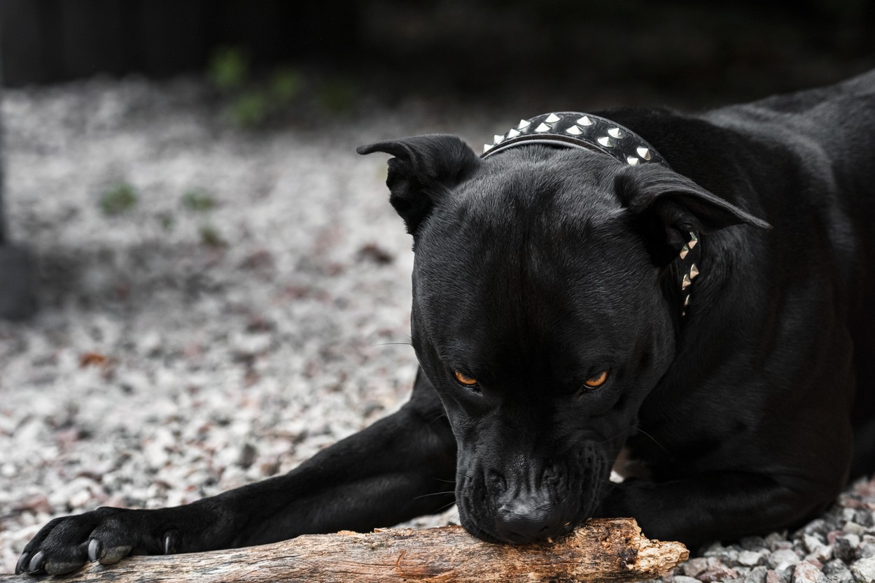 An American Staffordshire Terrier with a serious look
