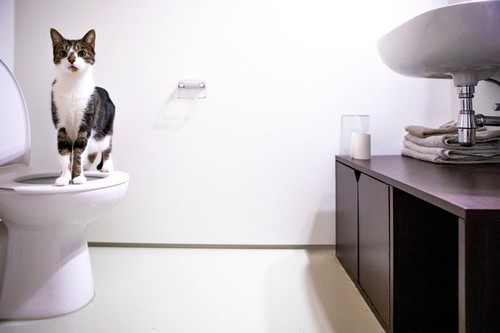 Cat on a human toilet in a modern bathroom.