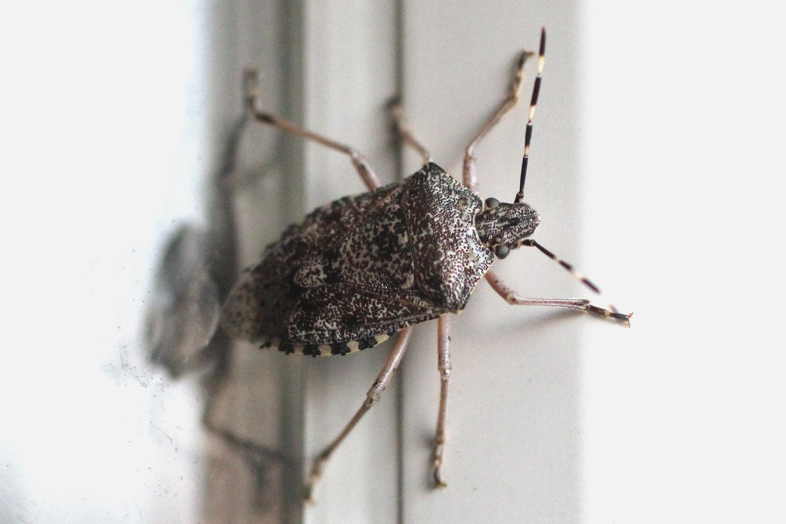 Halyomorpha halys, alohtona vrsta smrdljivog martina