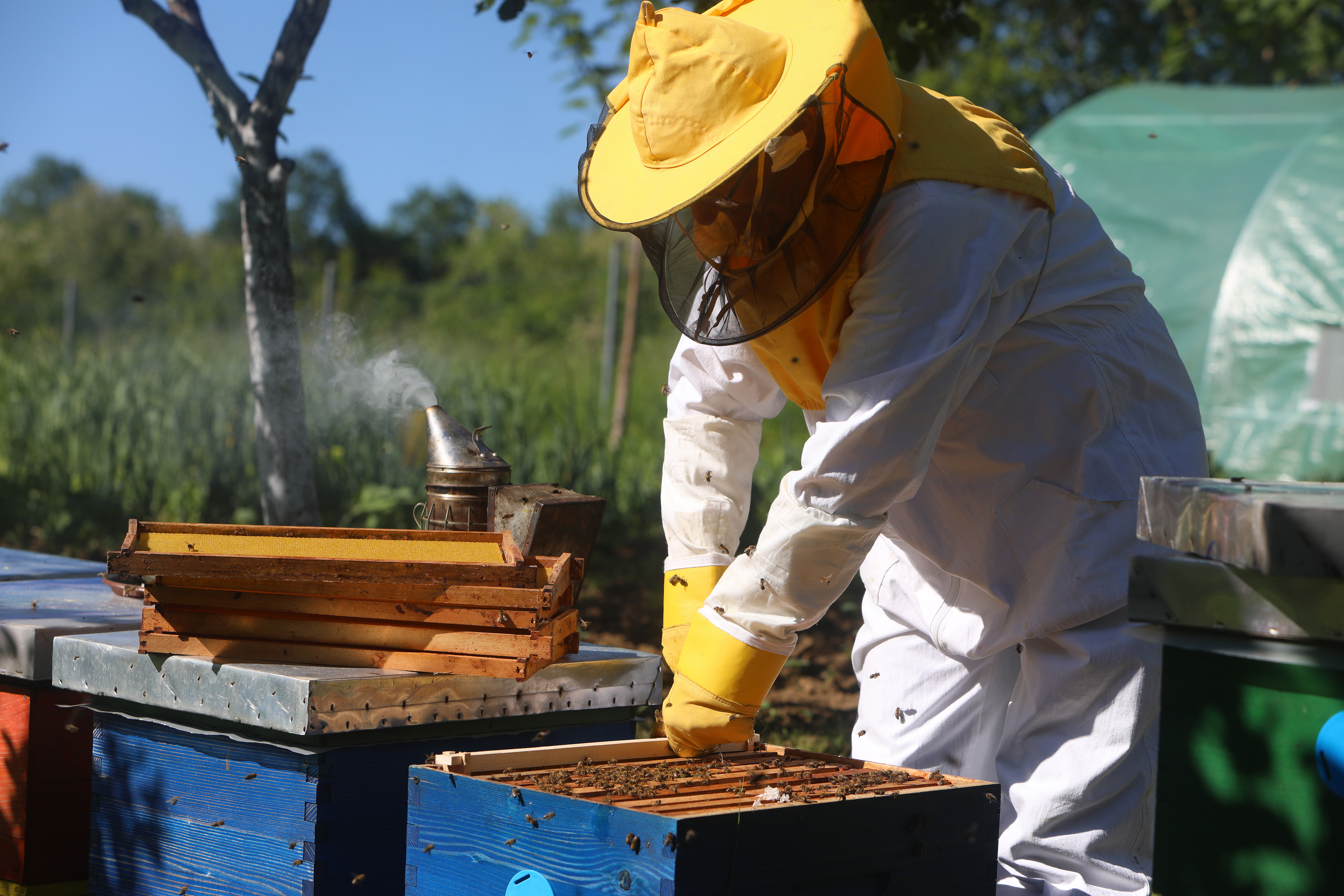 Međunarodni dan pčela obilježava se 20. svibnja