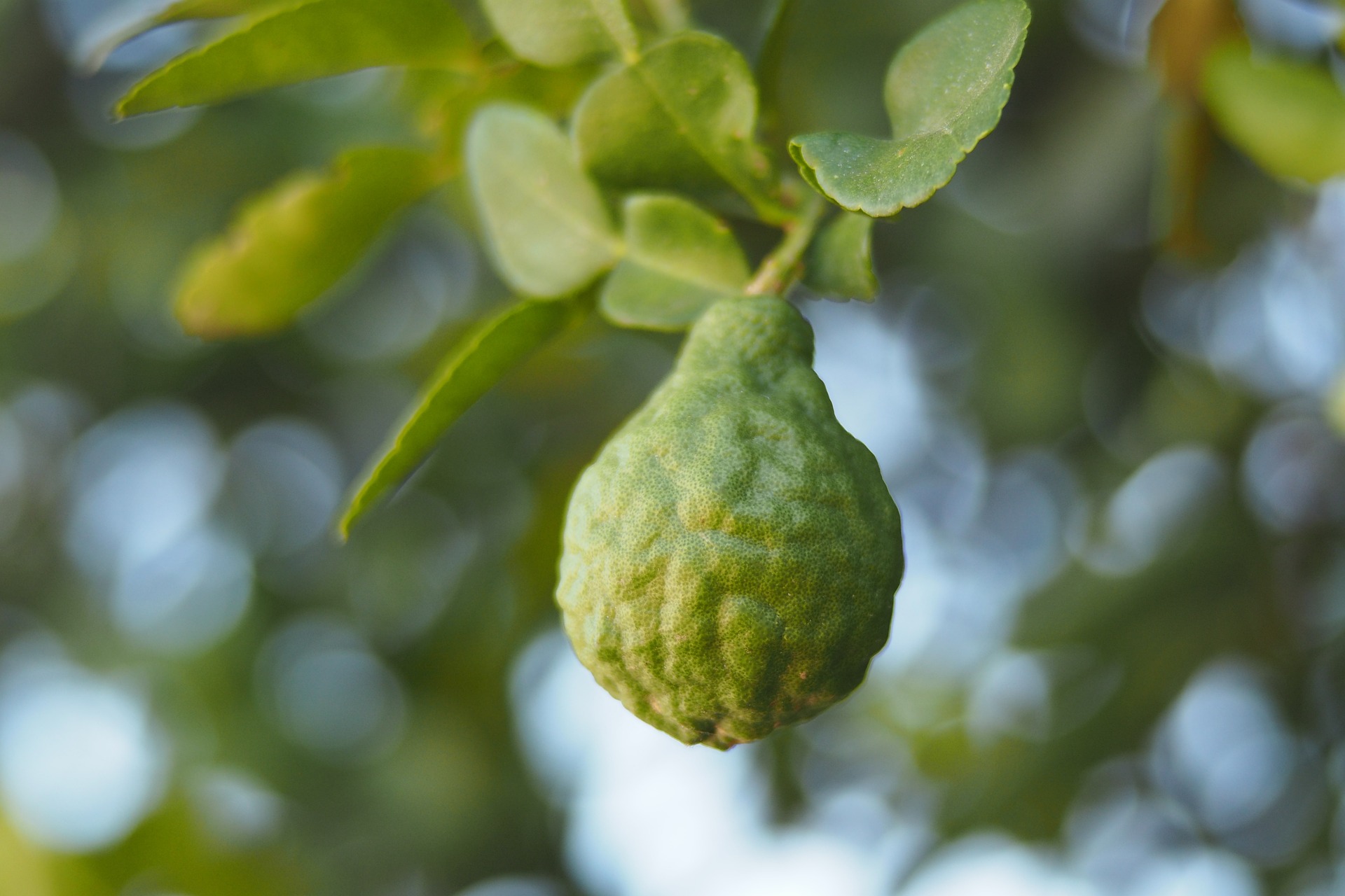 bergamot, biljka