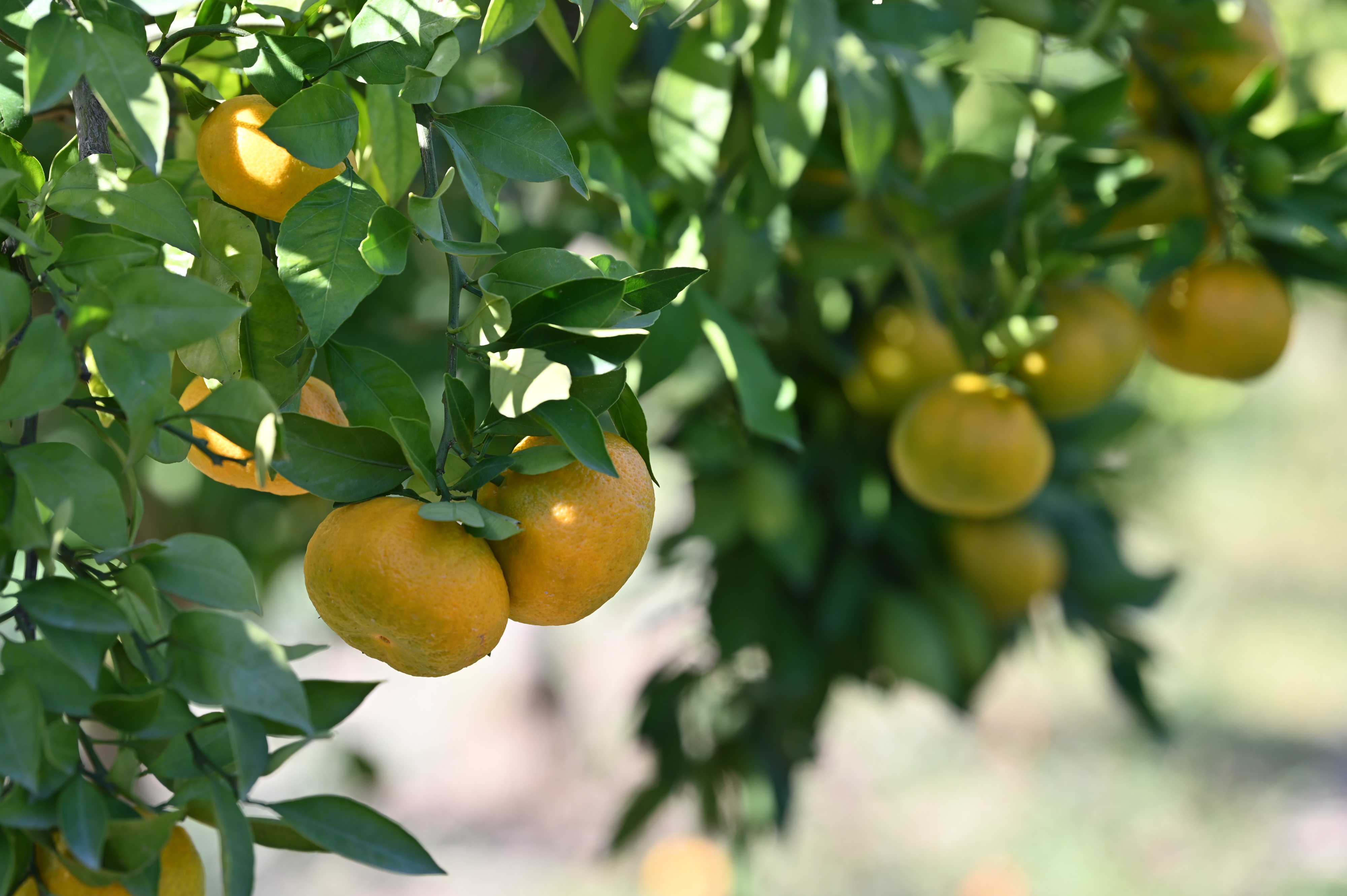 U Opuzenu započela berba mandarina