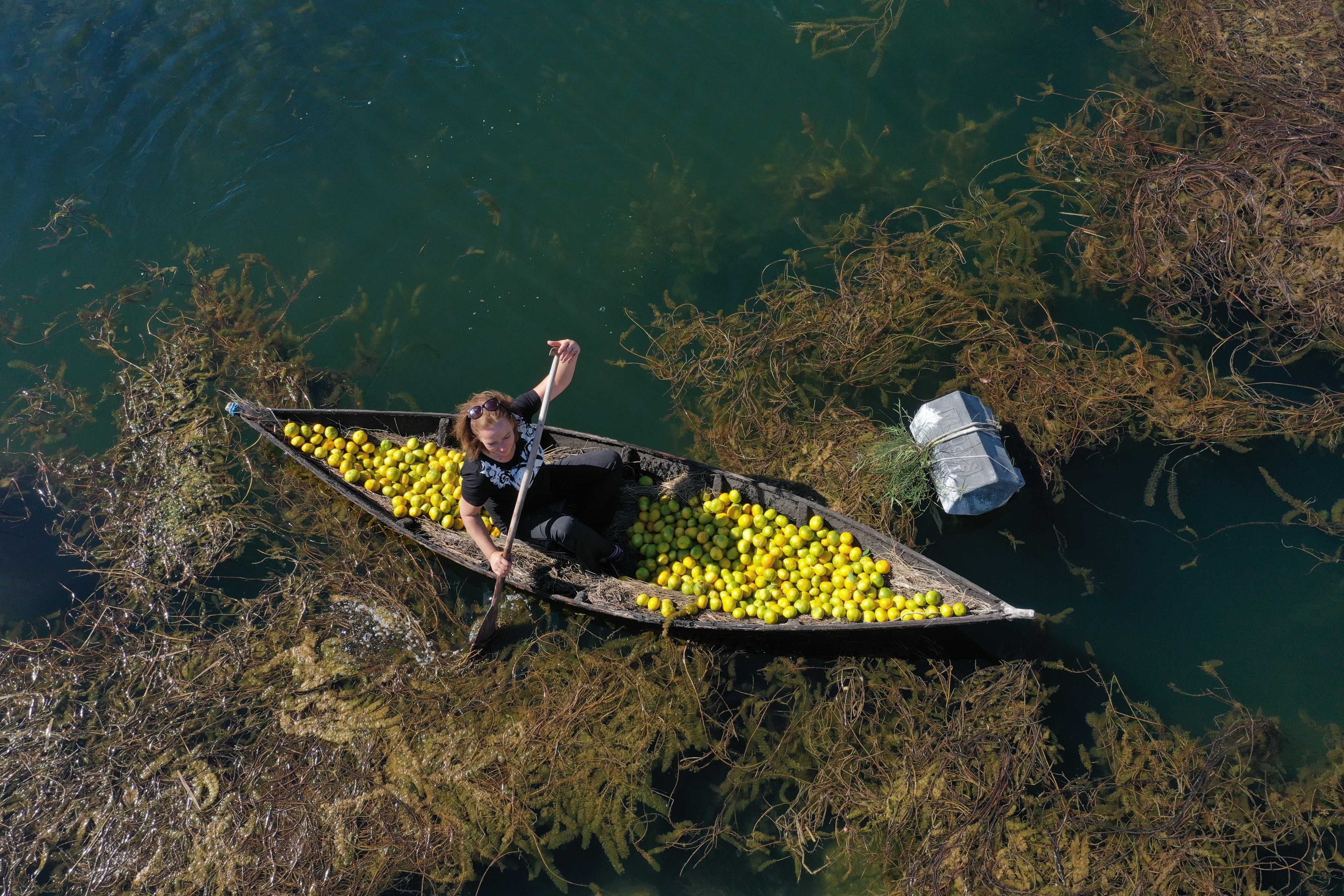 Opuzen: Prijevoz ubranih mandarina Neretvom u lađi trupici