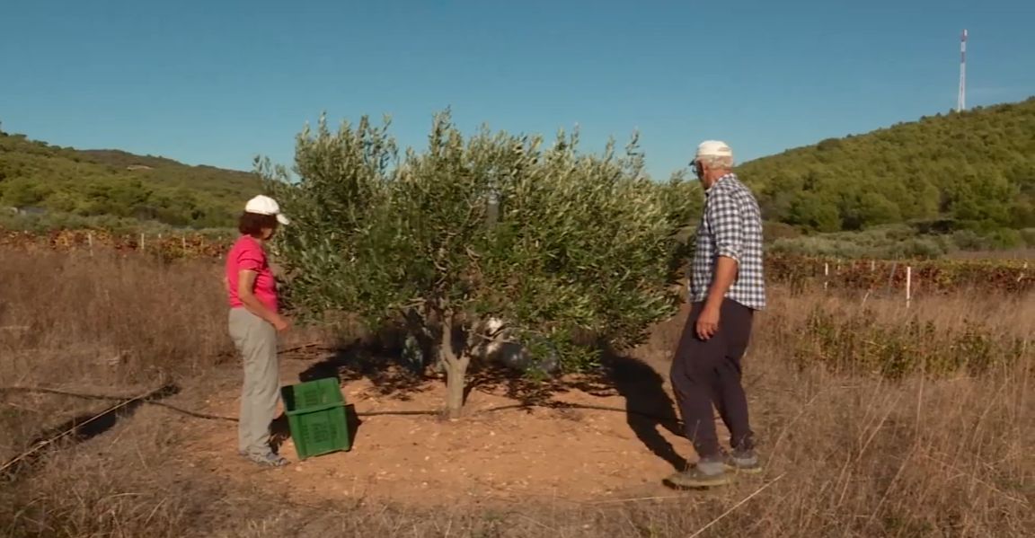 masline, maslinari, maslinici