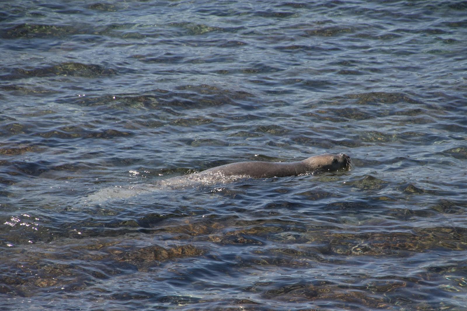 Pula: Sredozemna medvjedica uživala u plivanju na kupalištu Valkane