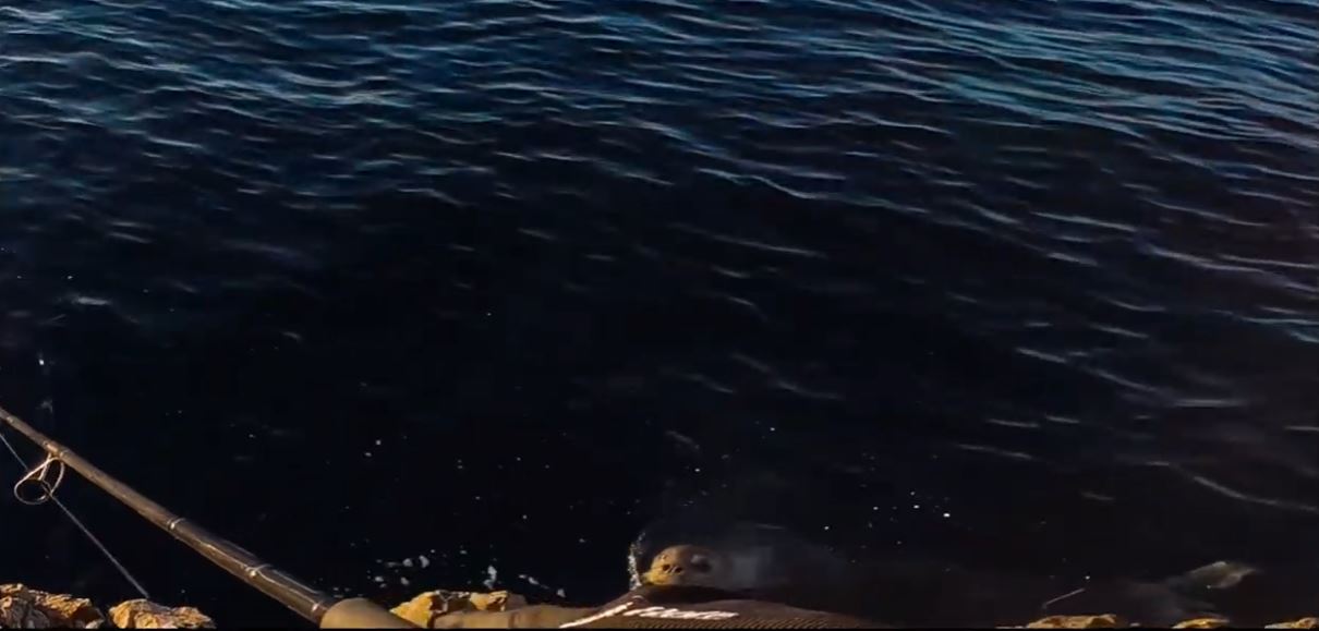 sredozemna medvjedica