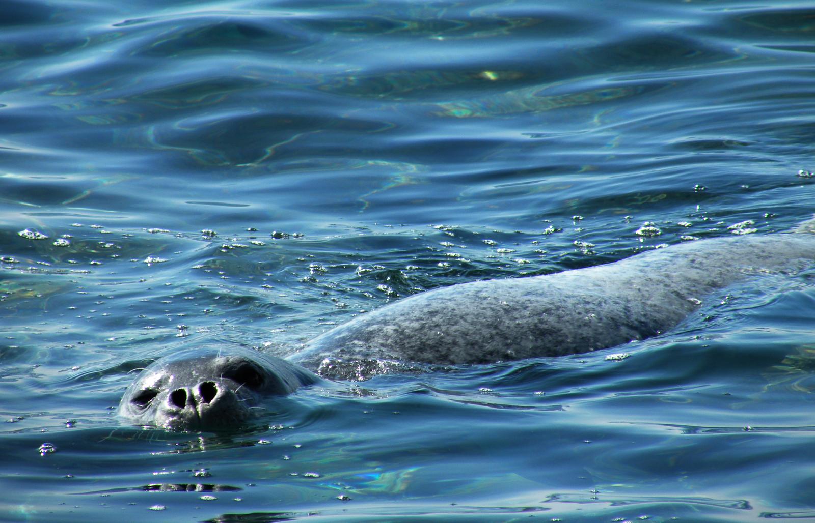 Sredozemna medvjedica u Jadranskom moru