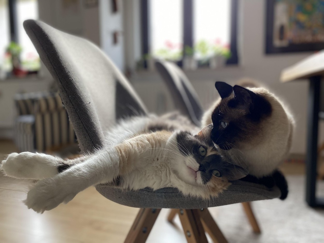 Two cuddly Cats chilling on a chair