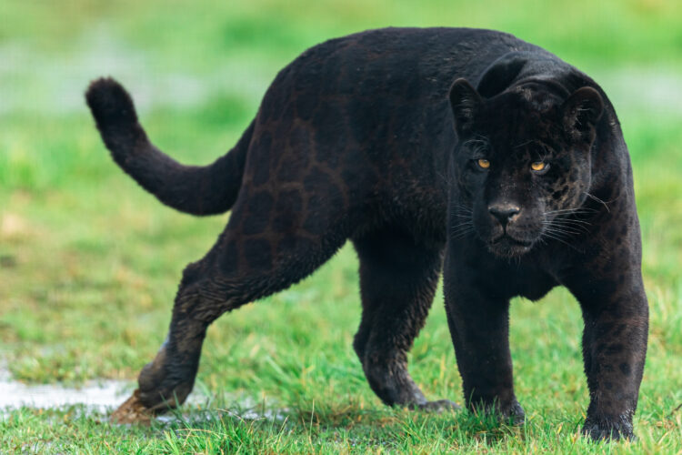 crna pantera, velika mačka, puma, Portrait,Of,A,Black,Jaguar,In,The,Forest
