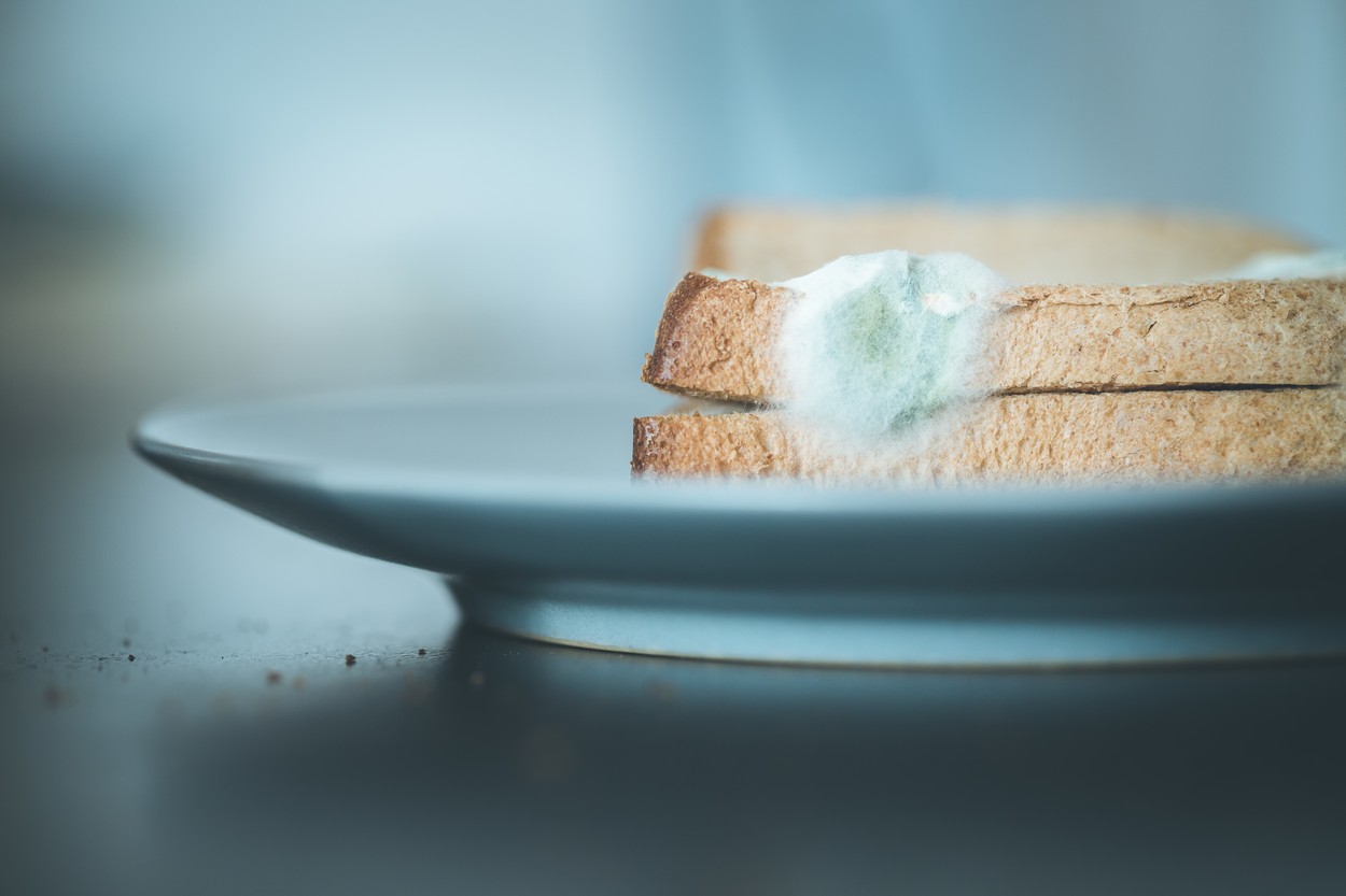 Rotten food: Moldy toast slices on a plate.