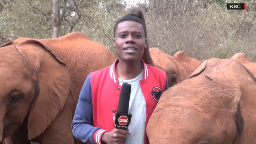 slon i reporter, kenija