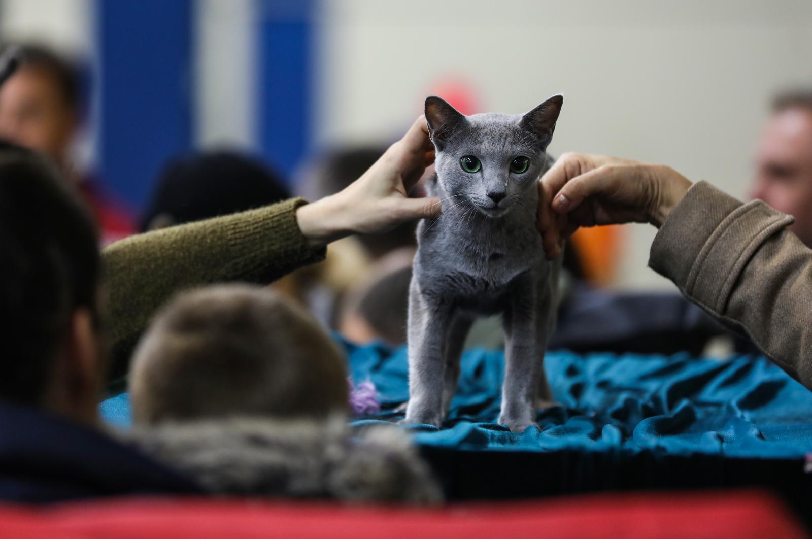 Jurica Galoic/PIXSELL