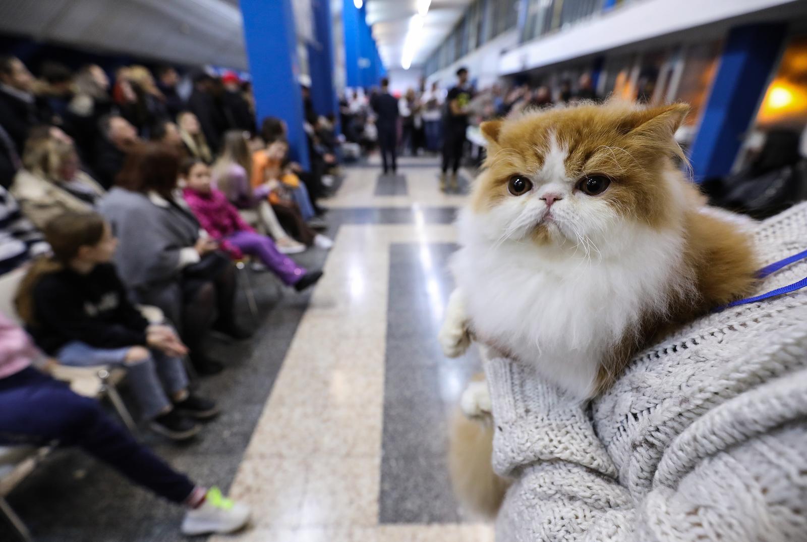 Jurica Galoic/PIXSELL