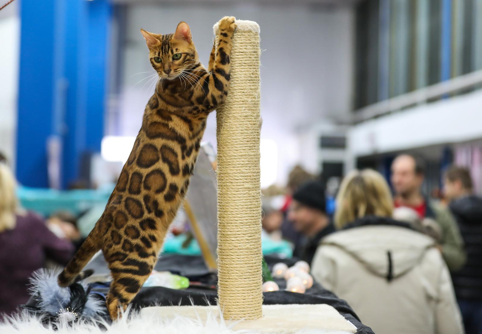 Jurica Galoic/PIXSELL