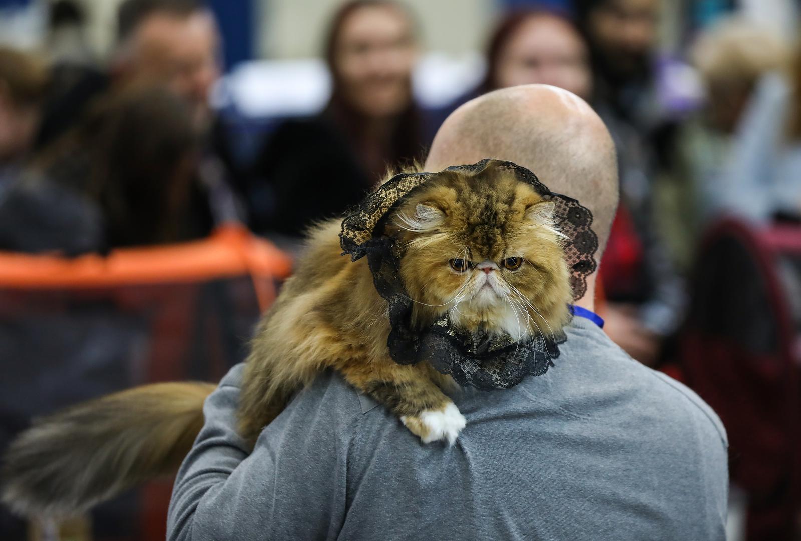 Jurica Galoic/PIXSELL