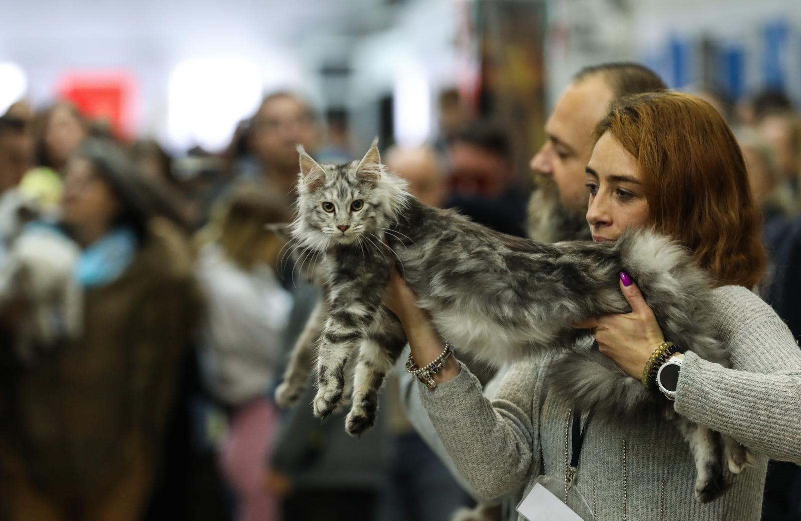 Zagreb: Međunarodna izložba mačaka završena izborom onih najljepših