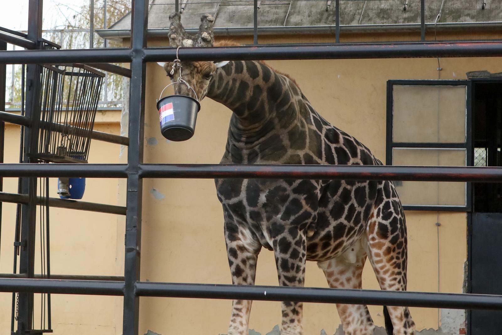 Osijek: Žirafa Jonathan odabrala pobjednika utakmice Hrvatska - Maroko