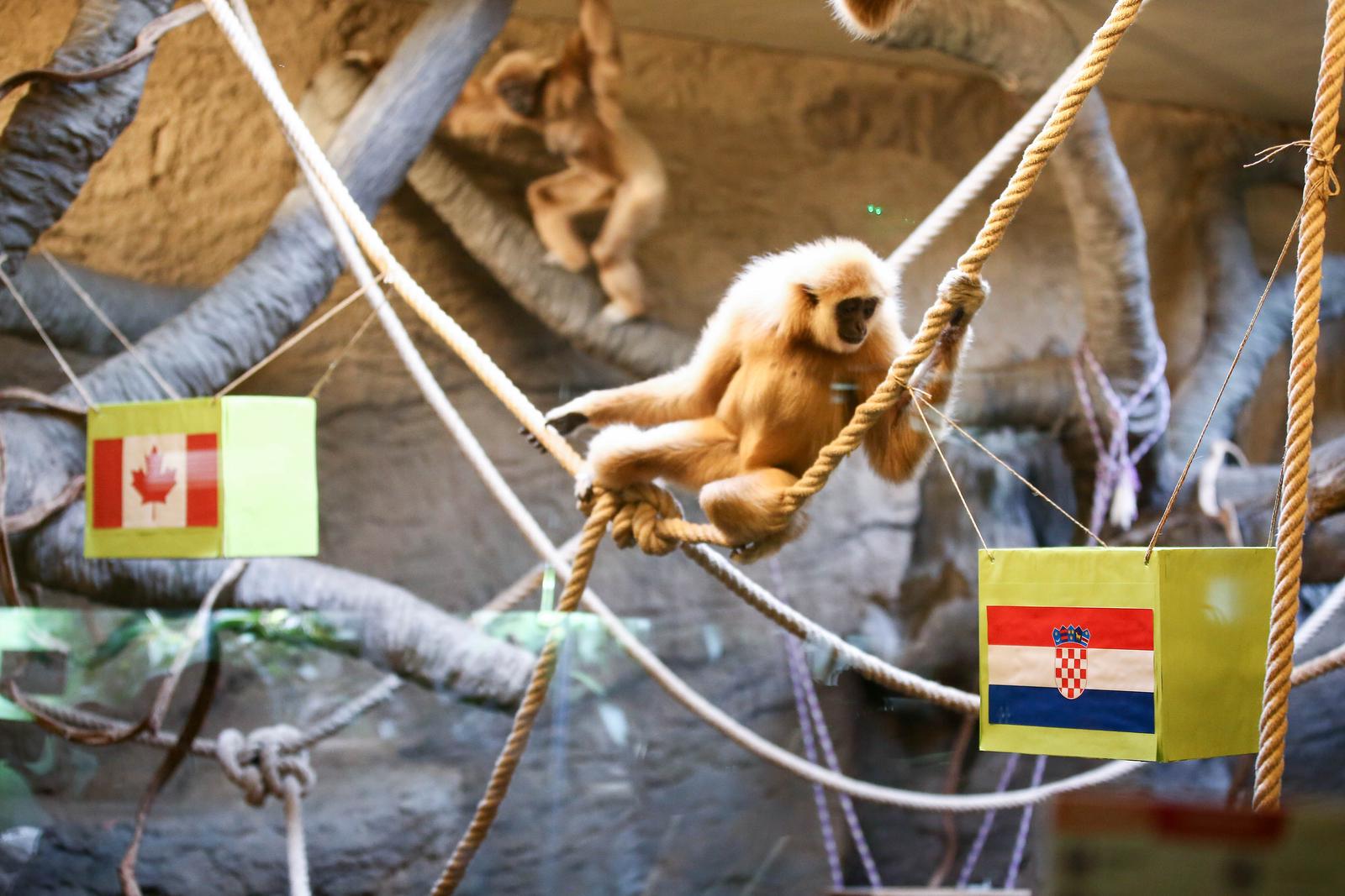 Zagreb: Giboni u zoološkom vrtu neodlučno jeli iz obje kutije Hrvatske i Kanade