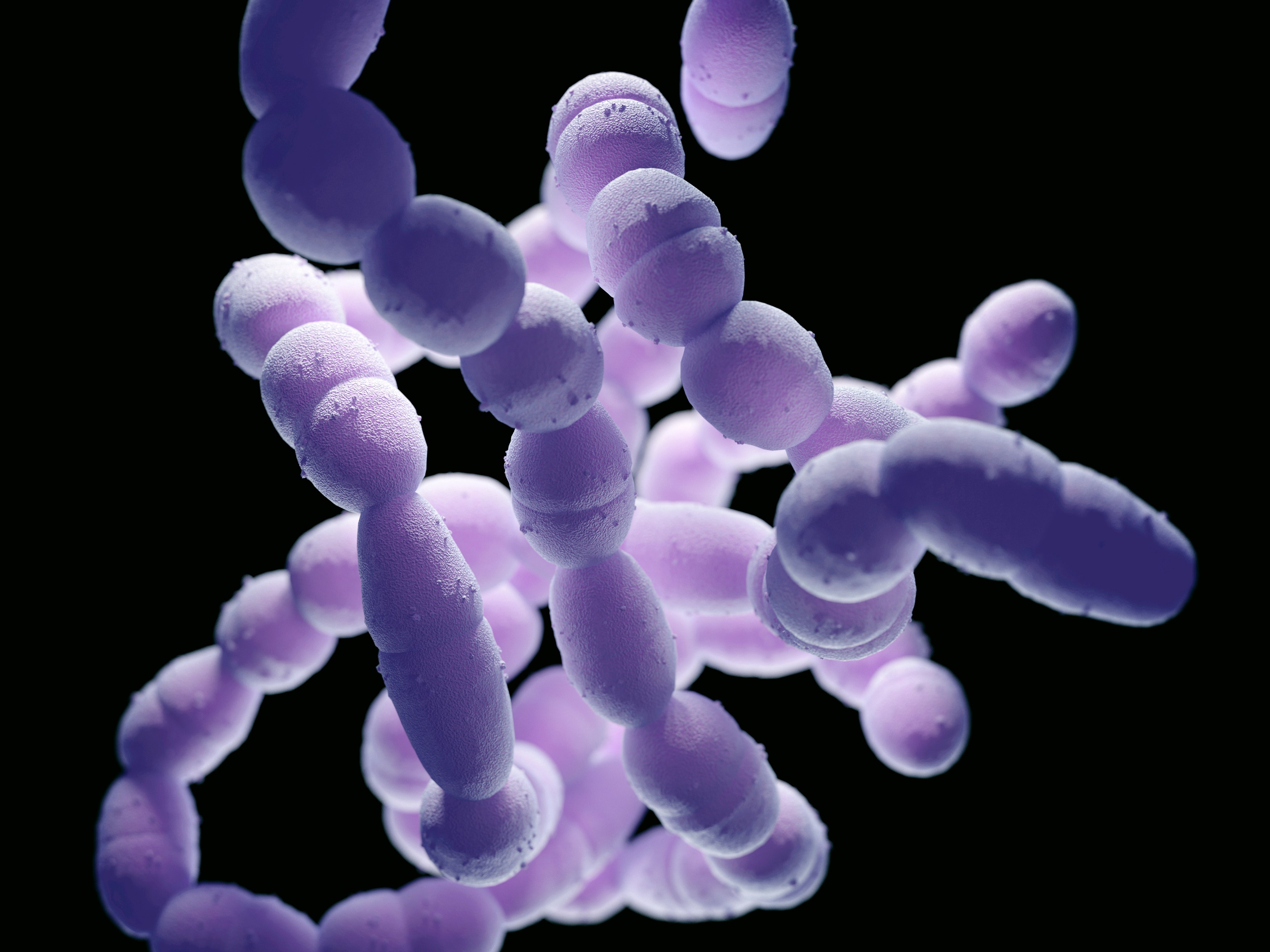 Streptococcus pneumoniae bacteria