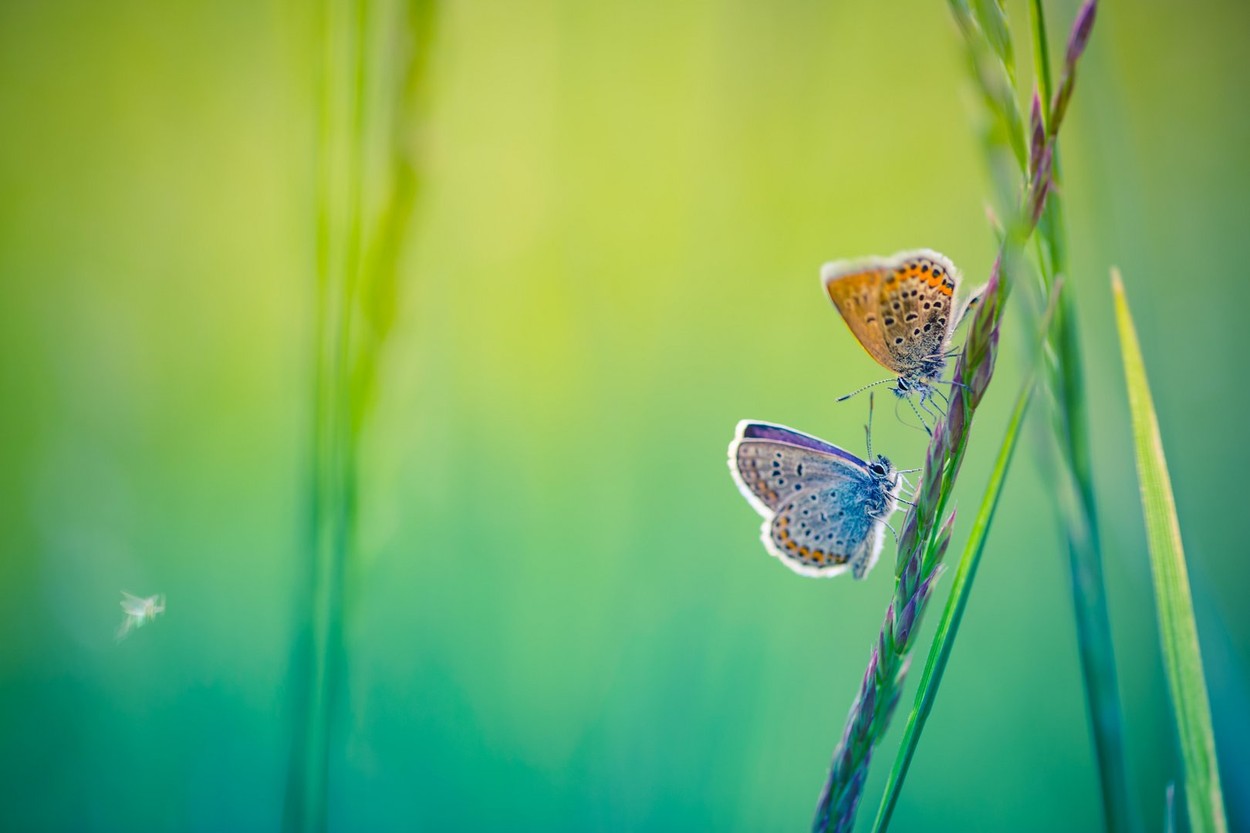 Beautiful butterfly and amazing colors. Summer background