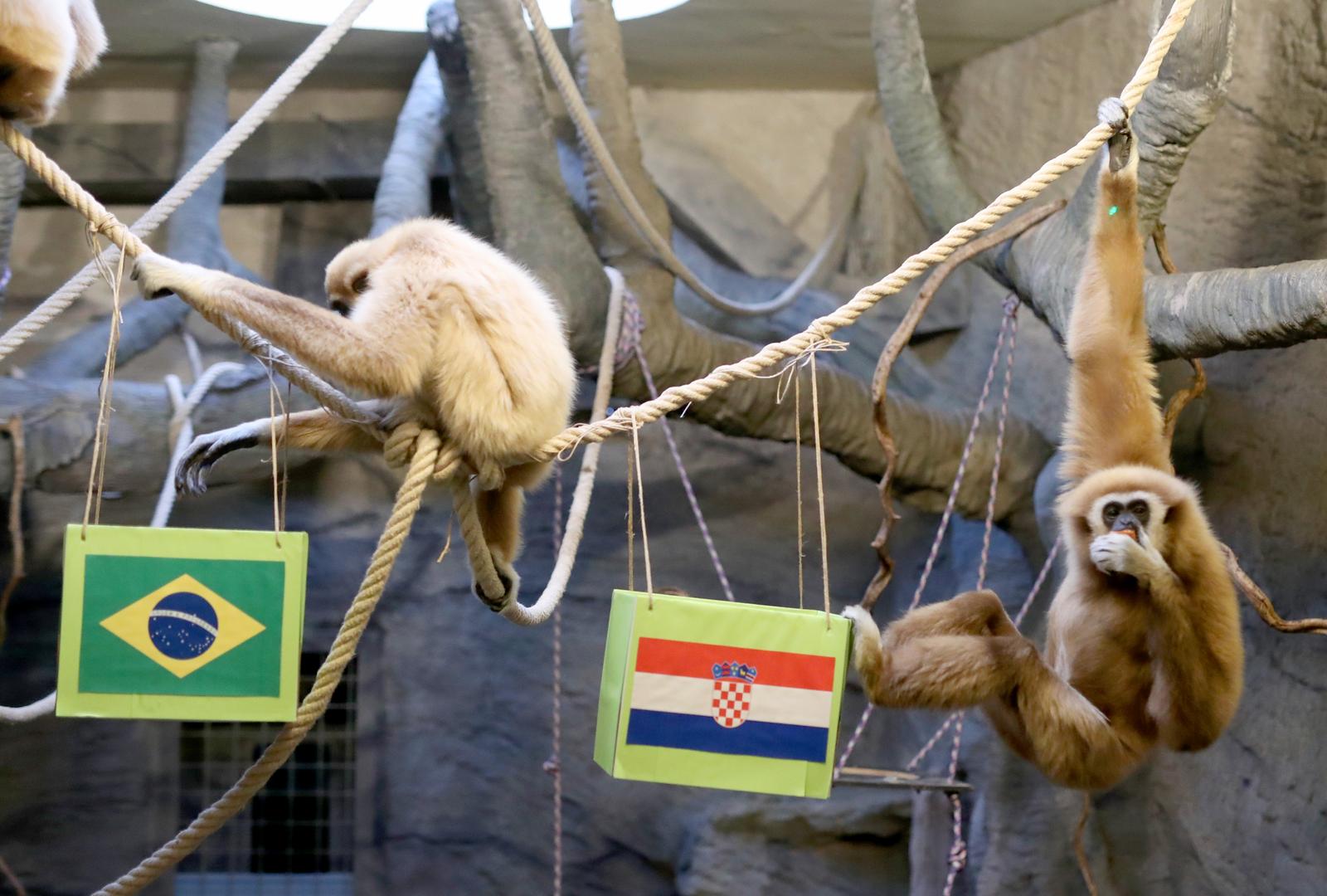 Zagreb: Gibon Kent odabrao Hrvatsku kao pobjednika u utakmici s Brazilom