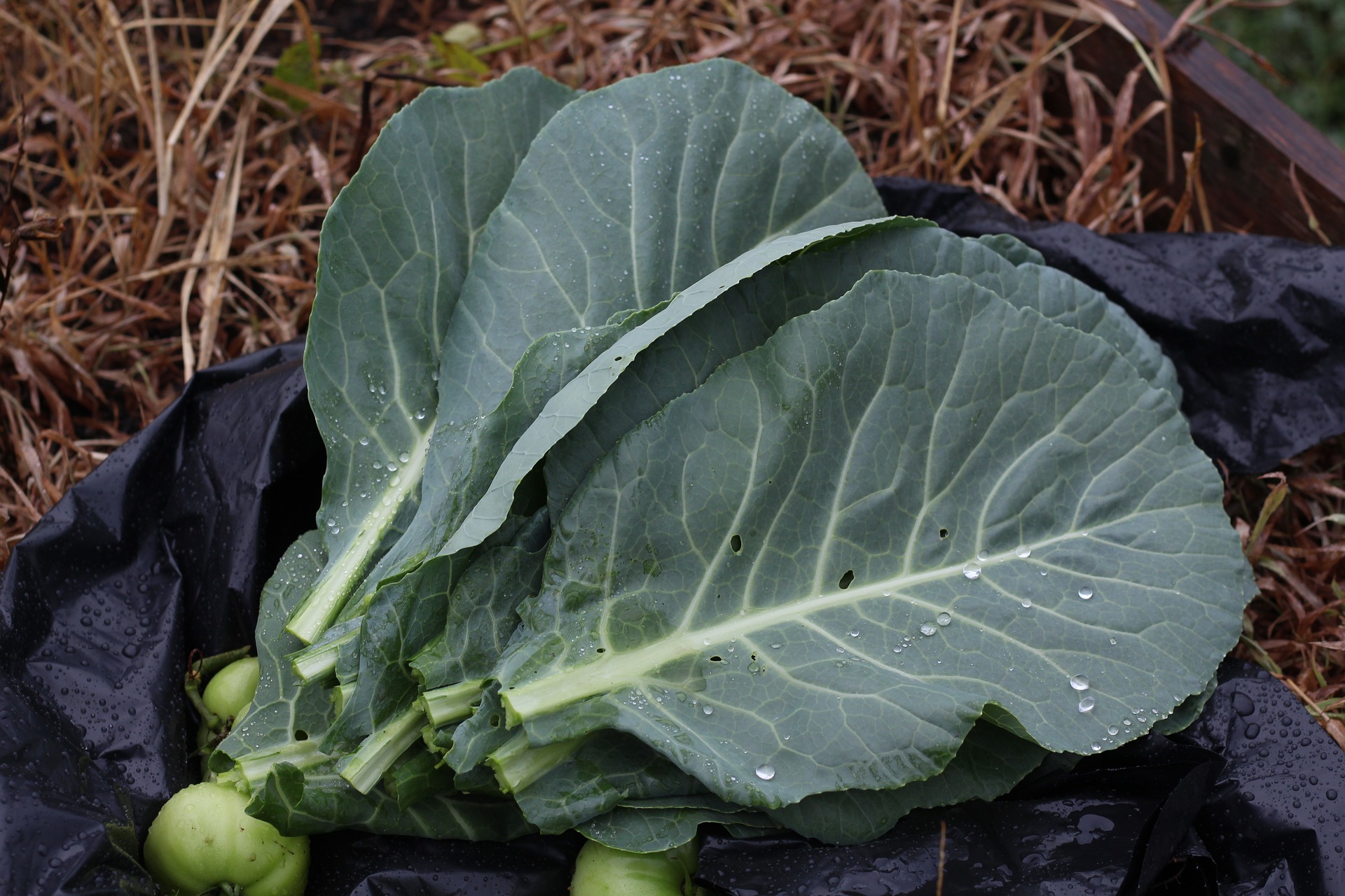 1670586539-collard-greens-g2eef863fa_1920.jpg