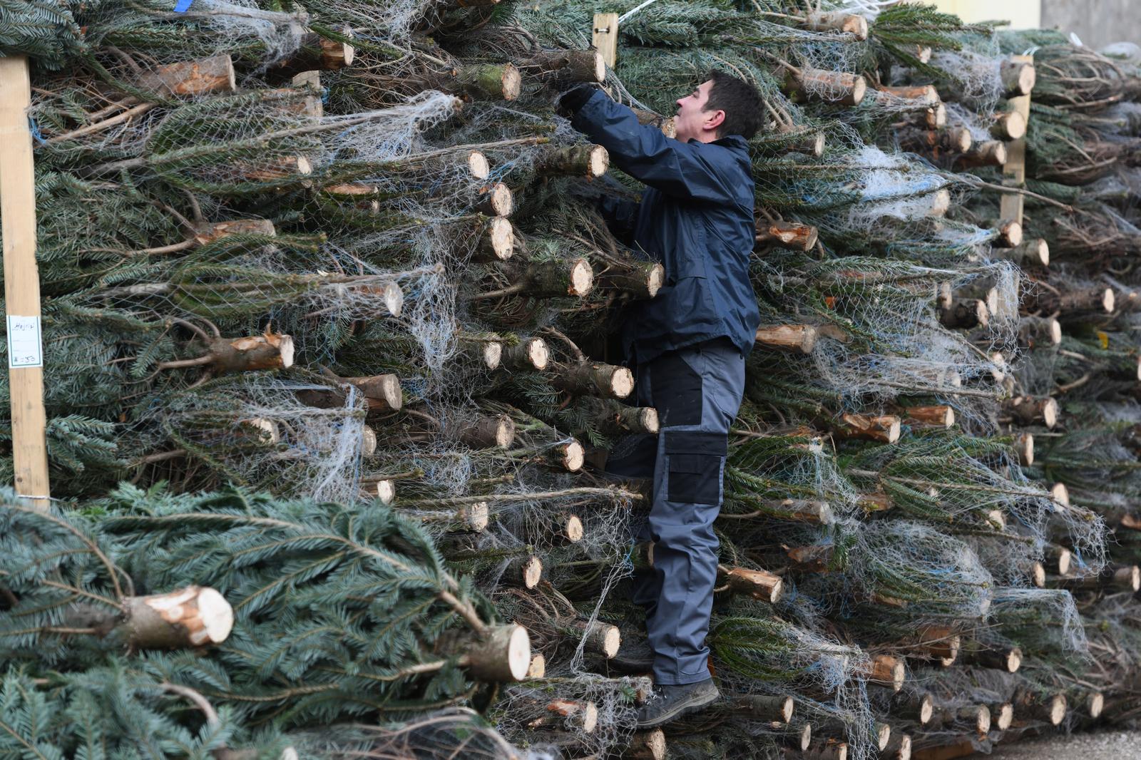 prodaja božićnih drvca