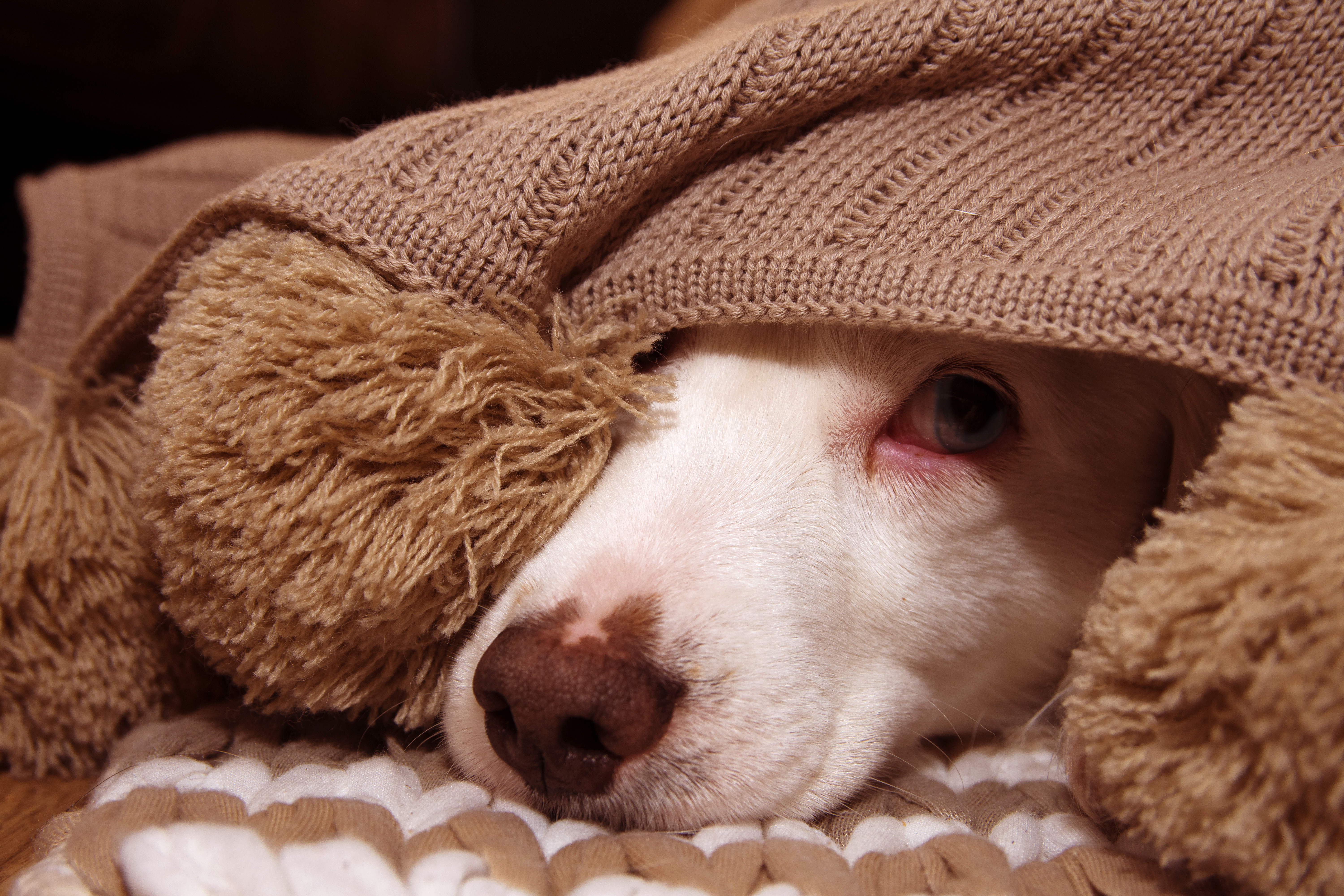 Sick,Or,Scared,Dog,Covered,With,A,Warm,Tassel,Blanket
