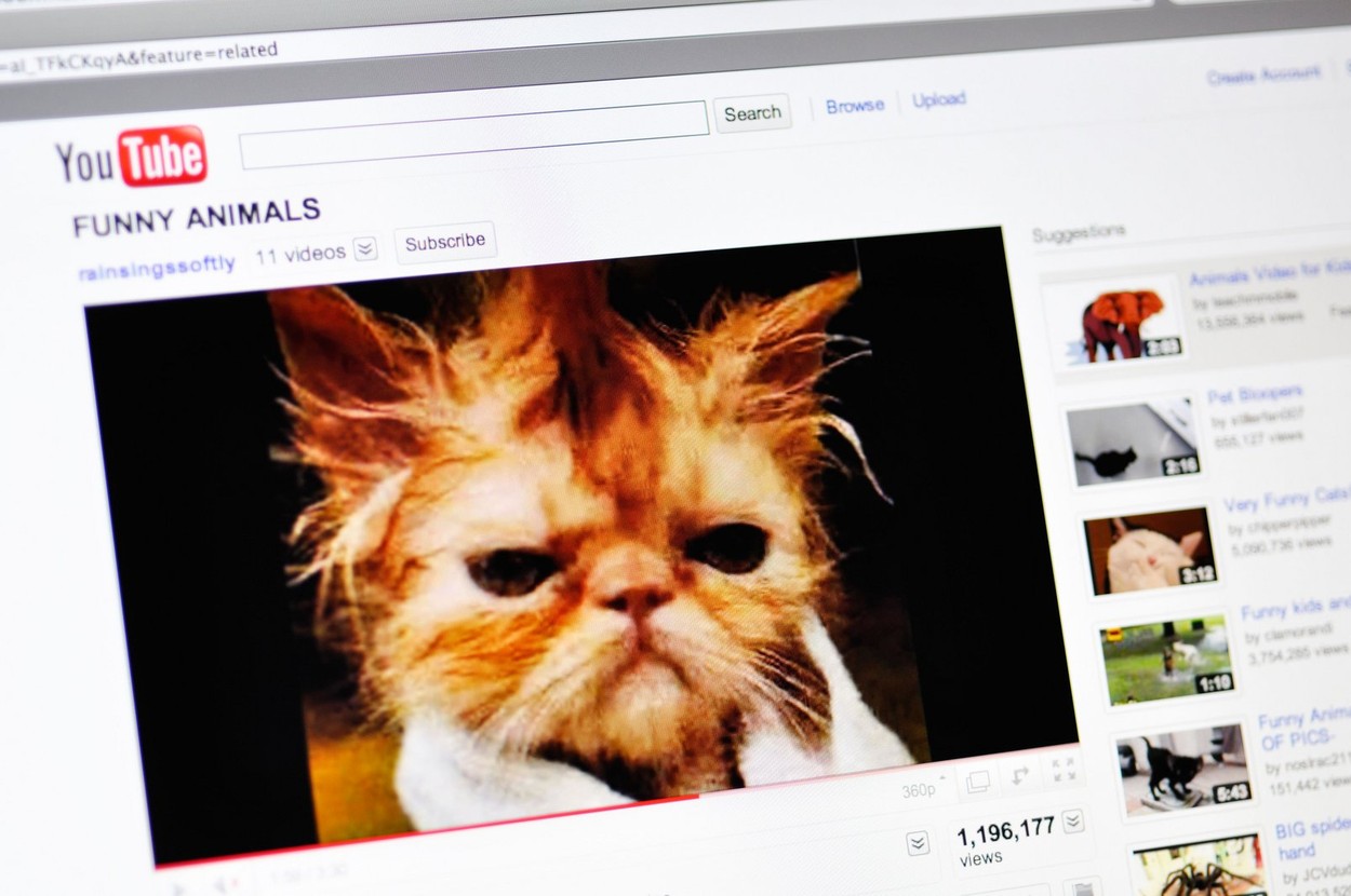 YouTube website showing funny cat