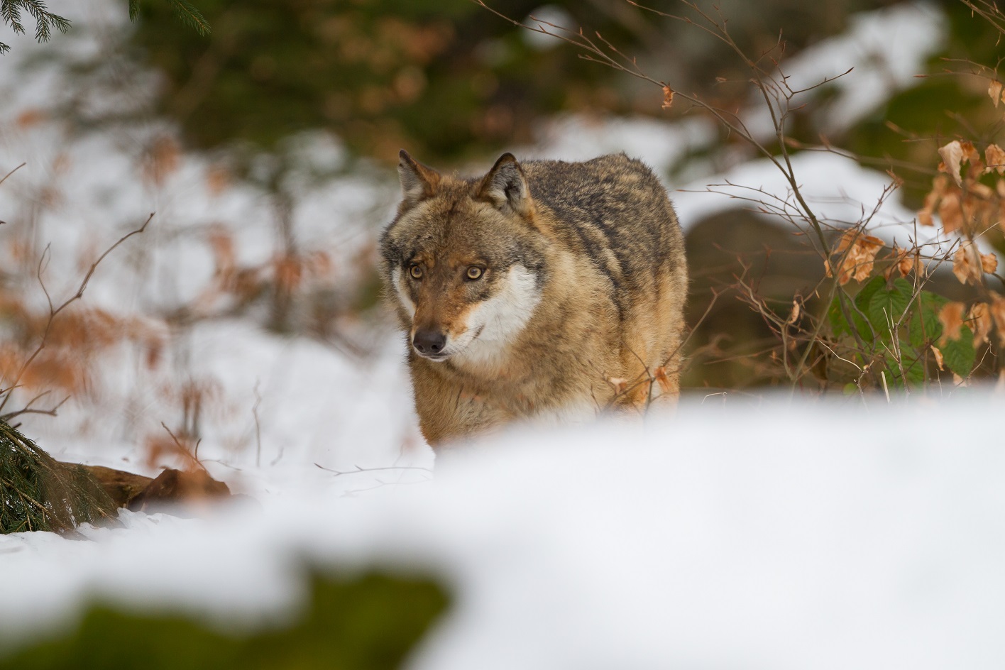 Marko Matešić / JU Priroda