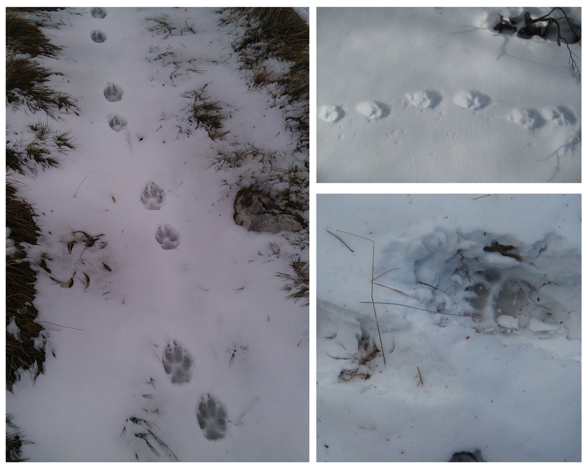 tragovi zvijeri gorski kotar, snijeg